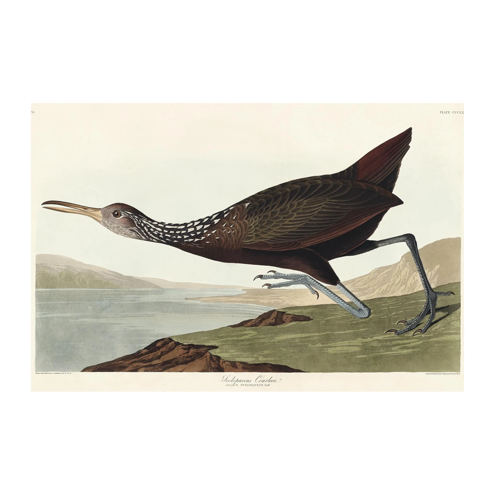 Elegant Limpkin Bird Art Wall Art - Nature Decor