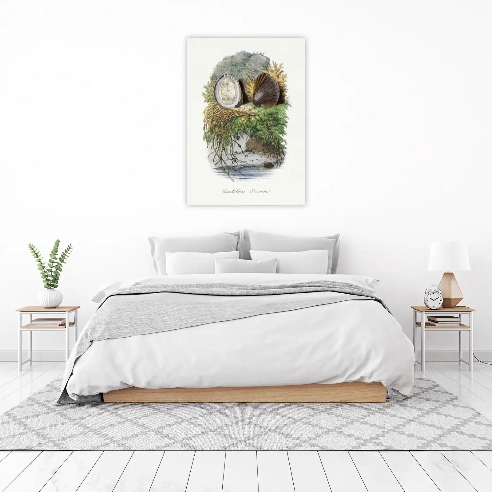 Vintage Concholepas Peruvian Shell Art Wall Art