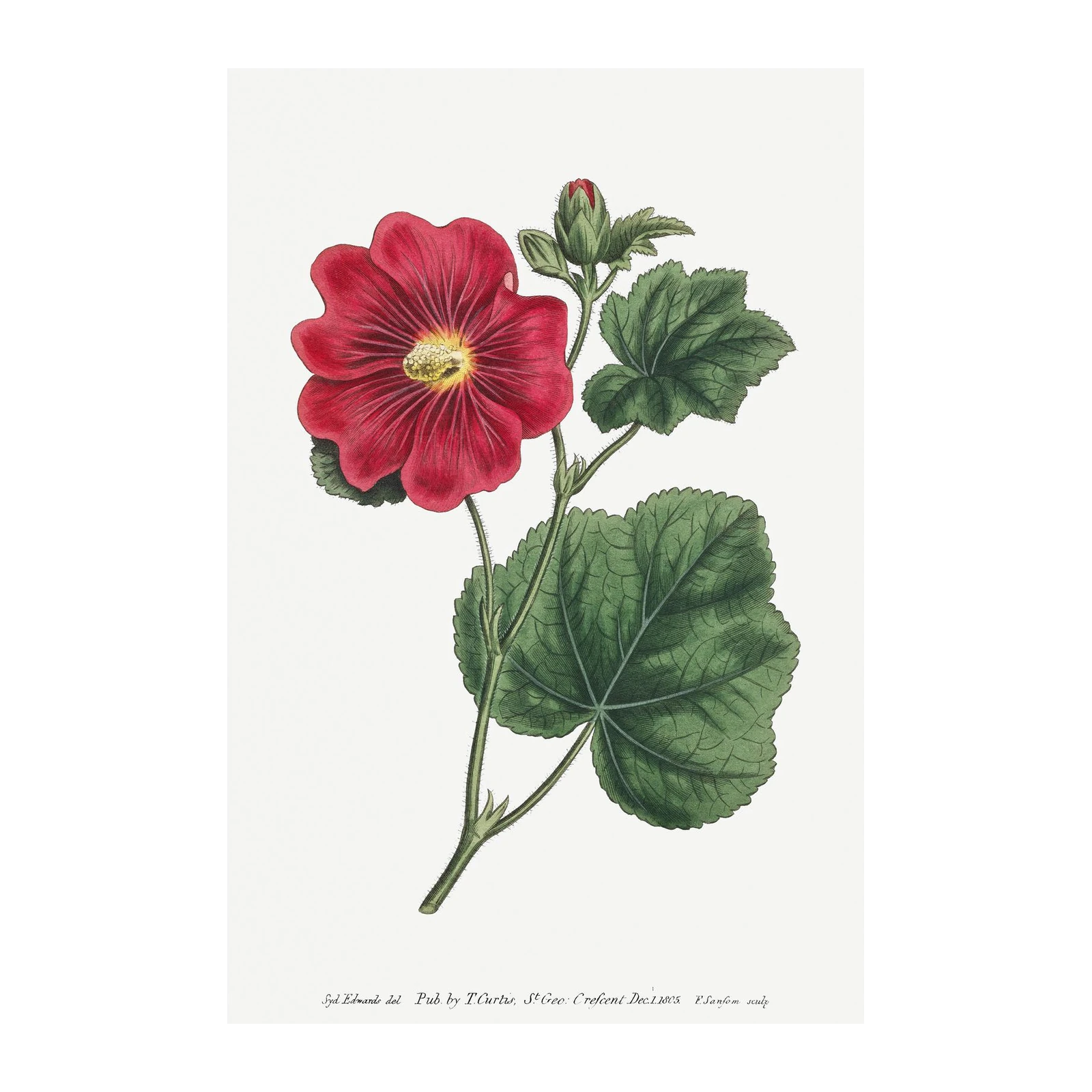Vintage Red Hollyhock Botanical Art Wall Art