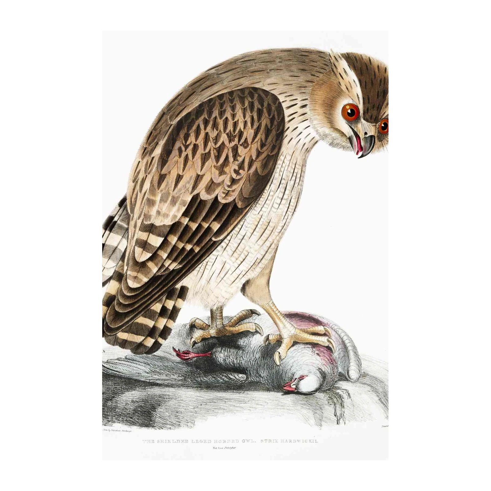 Majestic Horned Owl Prey Wall Art