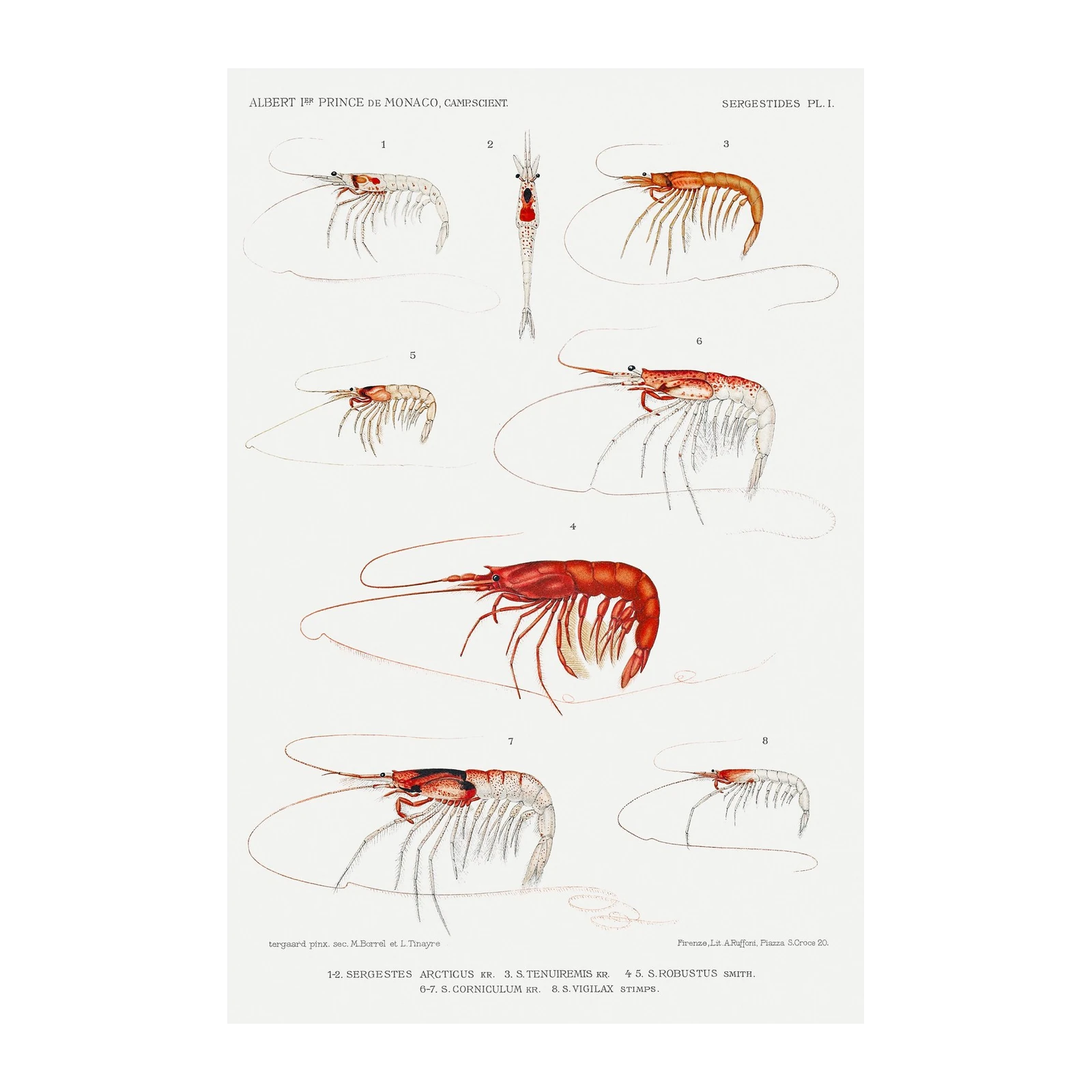 Vintage Shrimp Scientific Illustration Wall Art