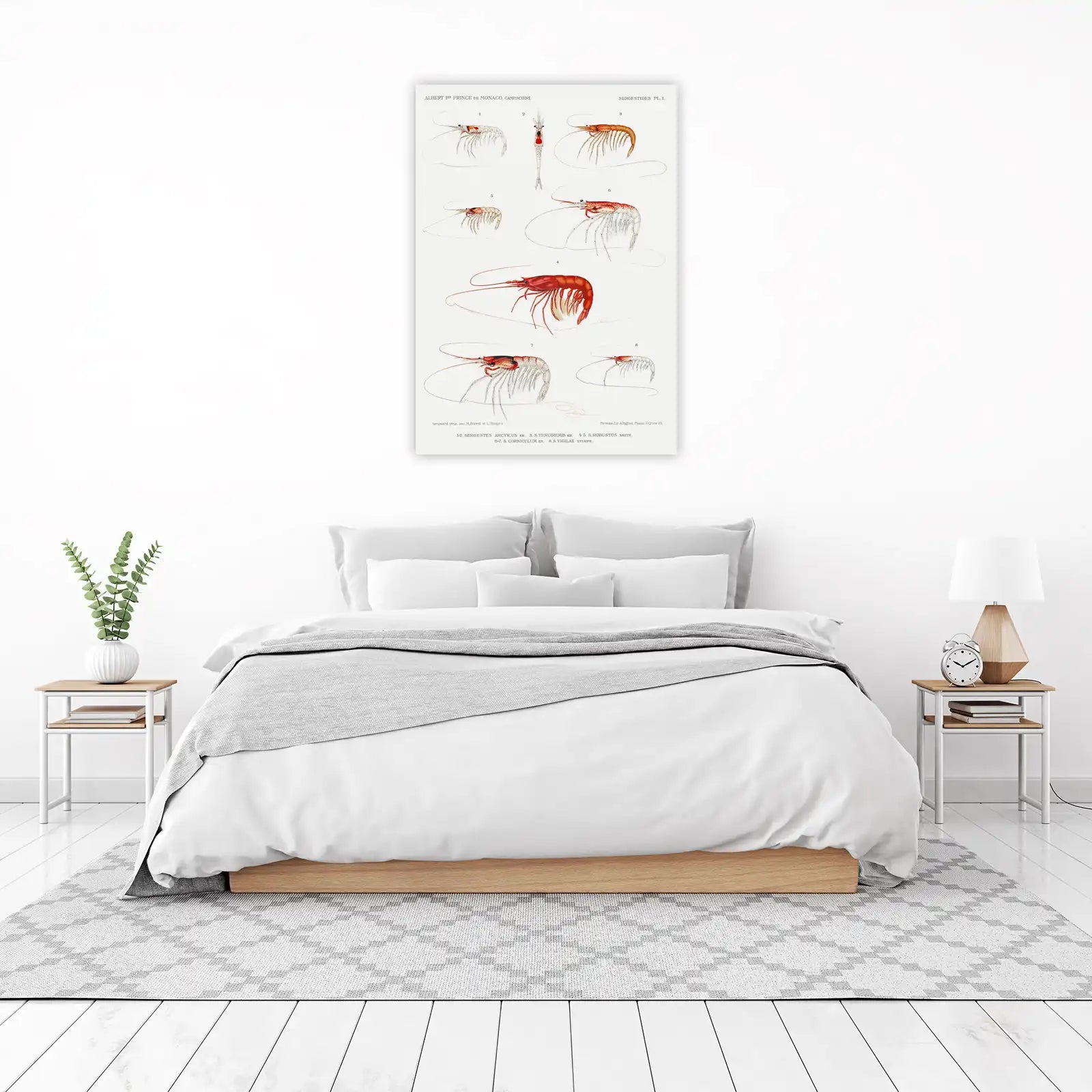 Vintage Shrimp Scientific Illustration Wall Art