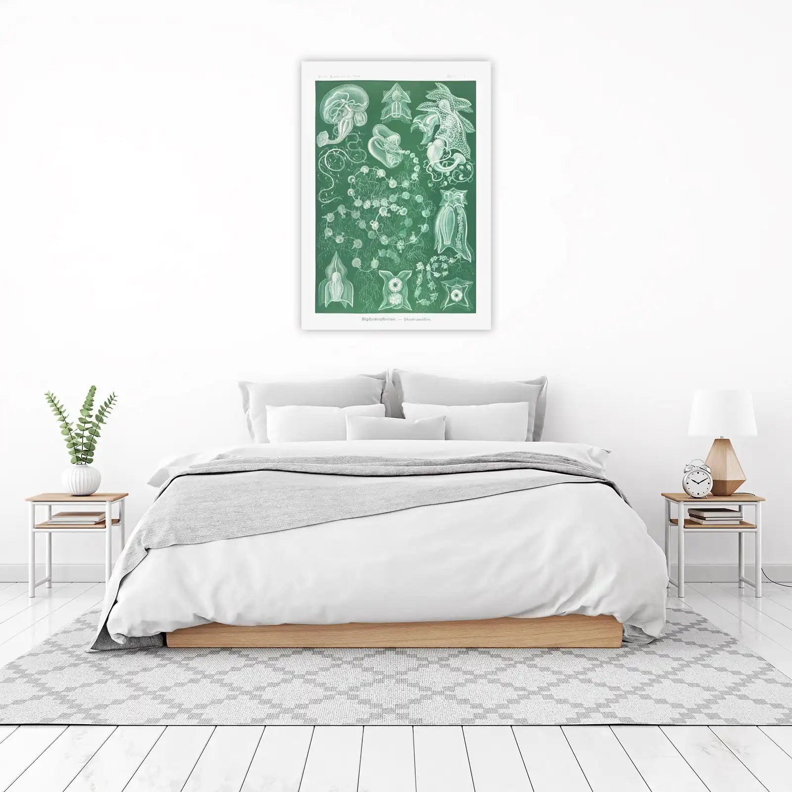 Vintage Siphonophorae Botanical Wall Art