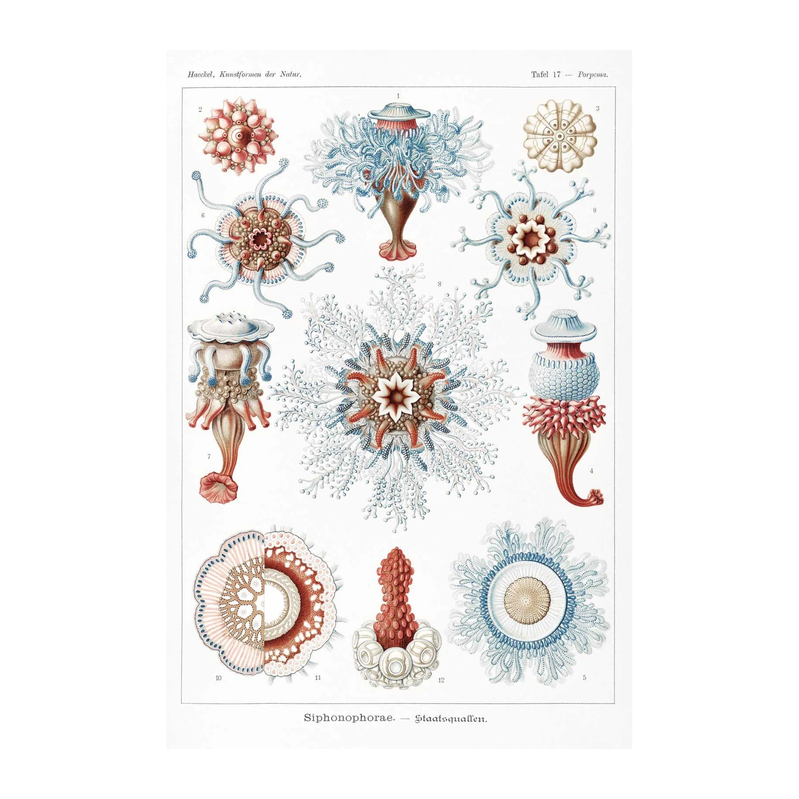 Vintage Siphonophorae Scientific Art Wall Art