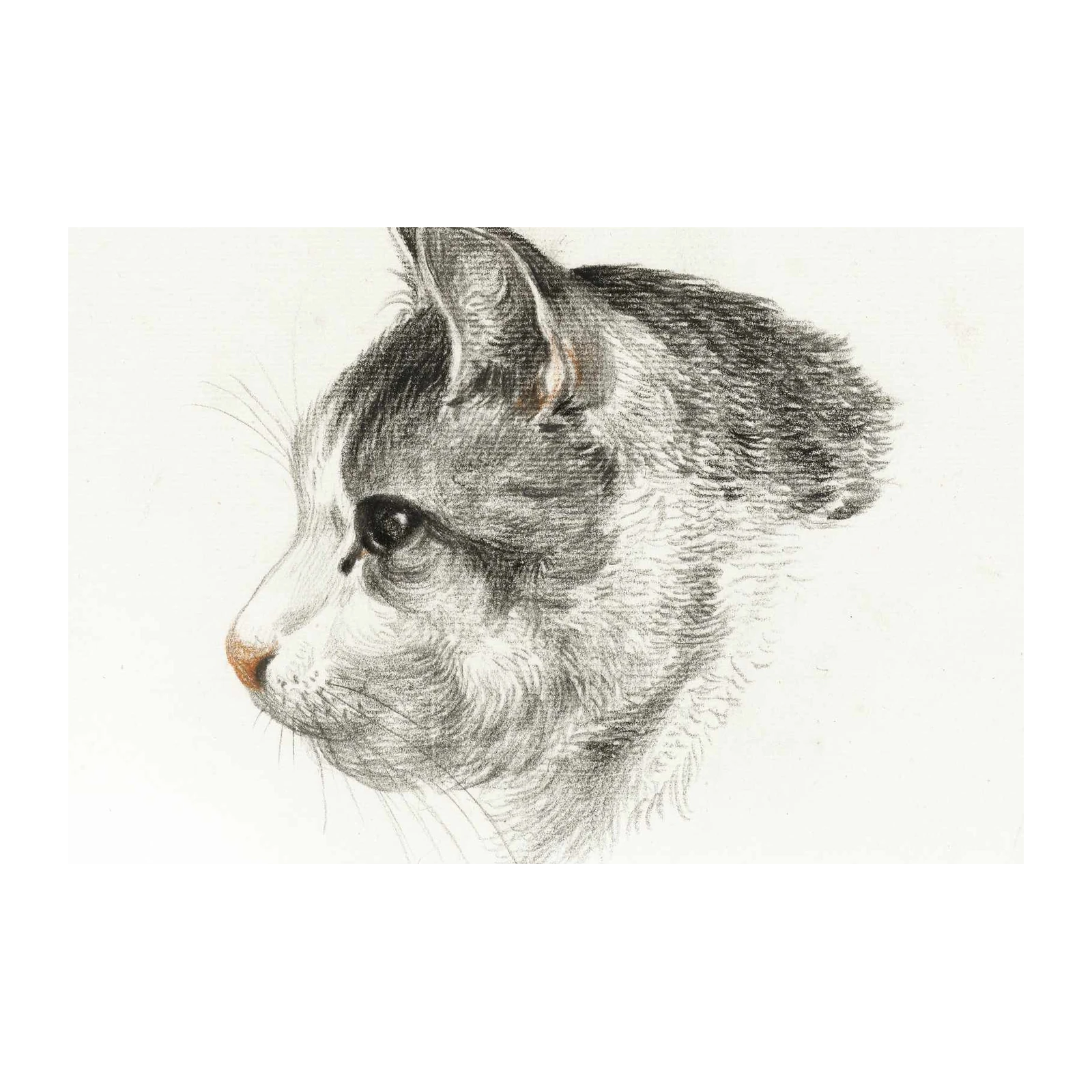 Elegant Cat Profile Sketch Wall Art