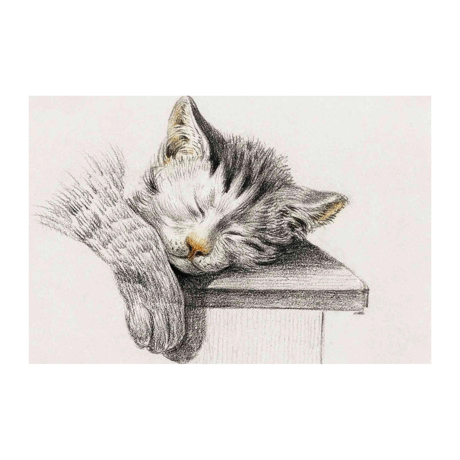 Sleeping Kitten Sketch Wall Art
