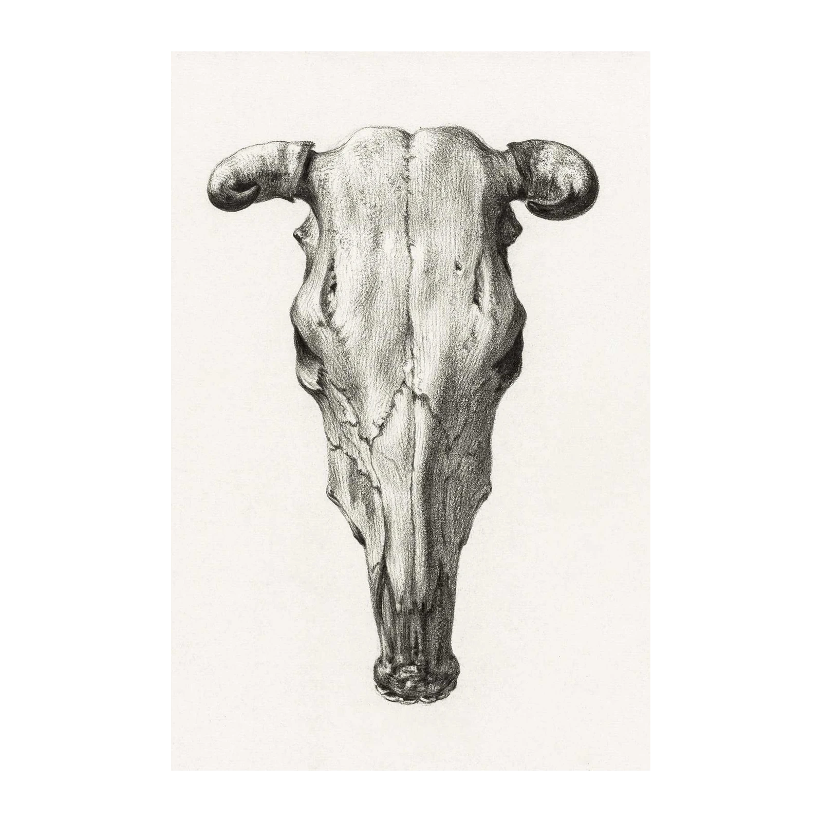 Realistic Bull Skull Graphite Art Wall Art