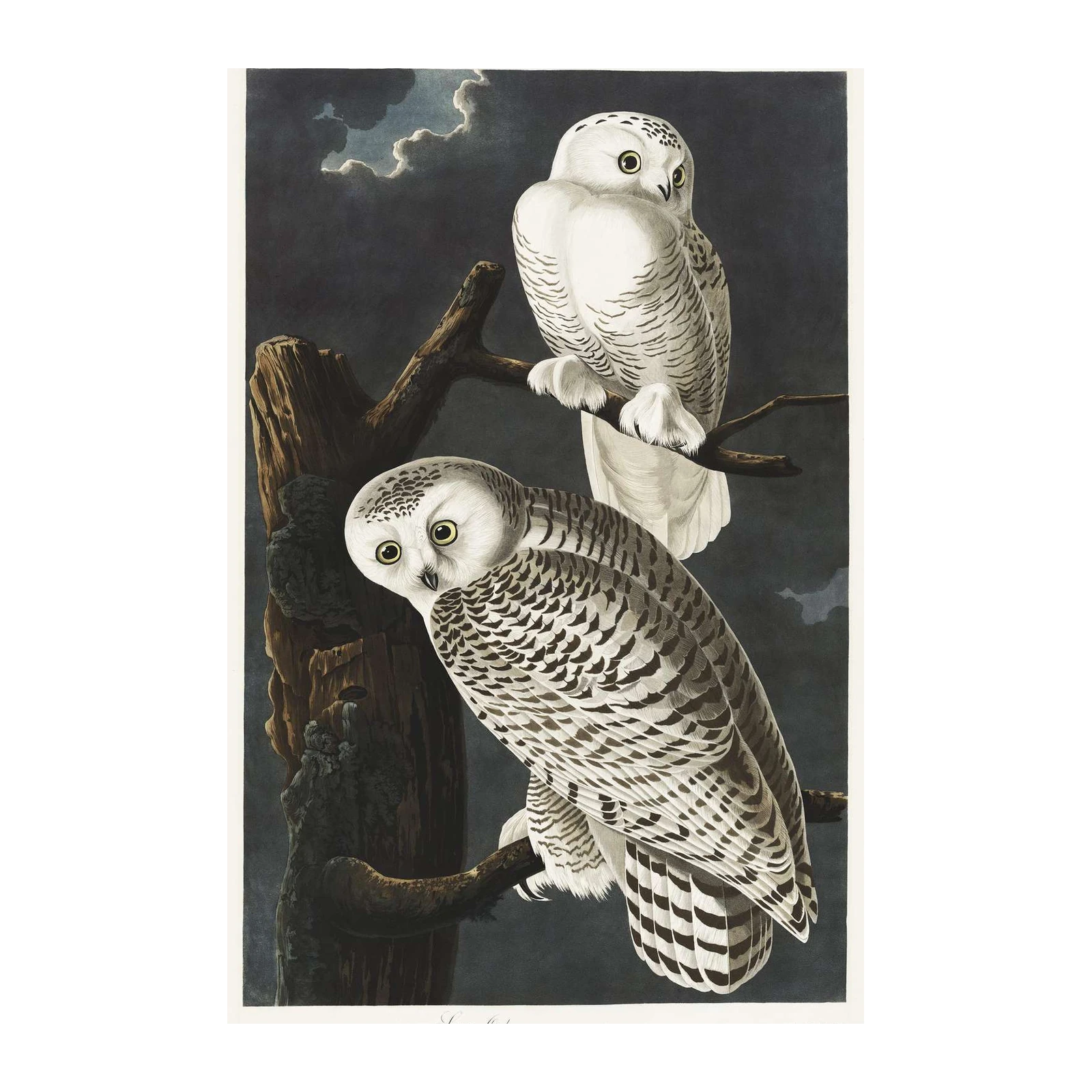 Audubon Snowy Owl Majestic Wall Art Wall Art
