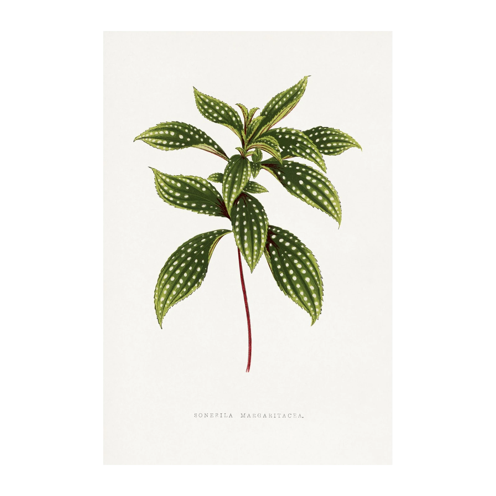 Polka Dot Plant Botanical Art Wall Art