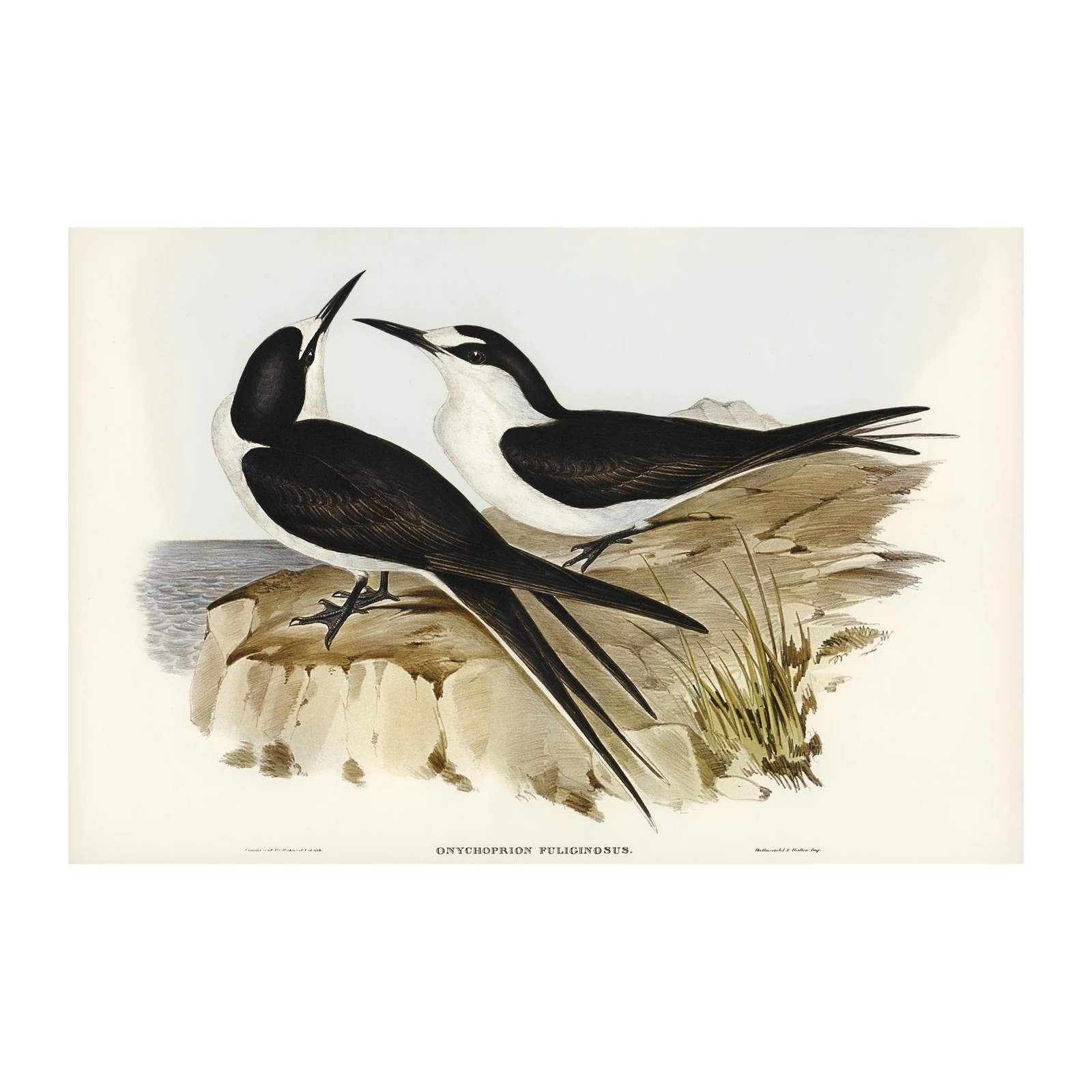 Elegant Sooty Tern Duo Wall Art - Coastal Decor