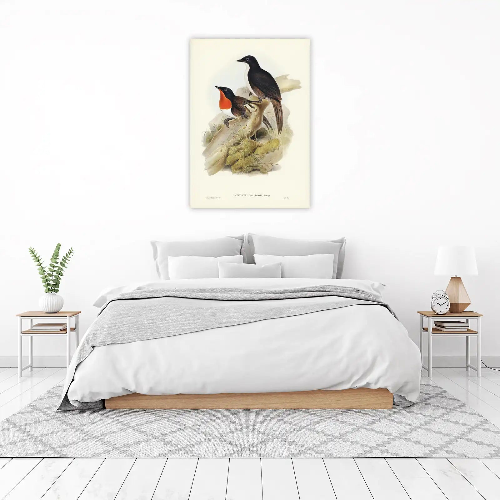 Ornithonyx Spaldingi Vintage Bird Art Wall Art