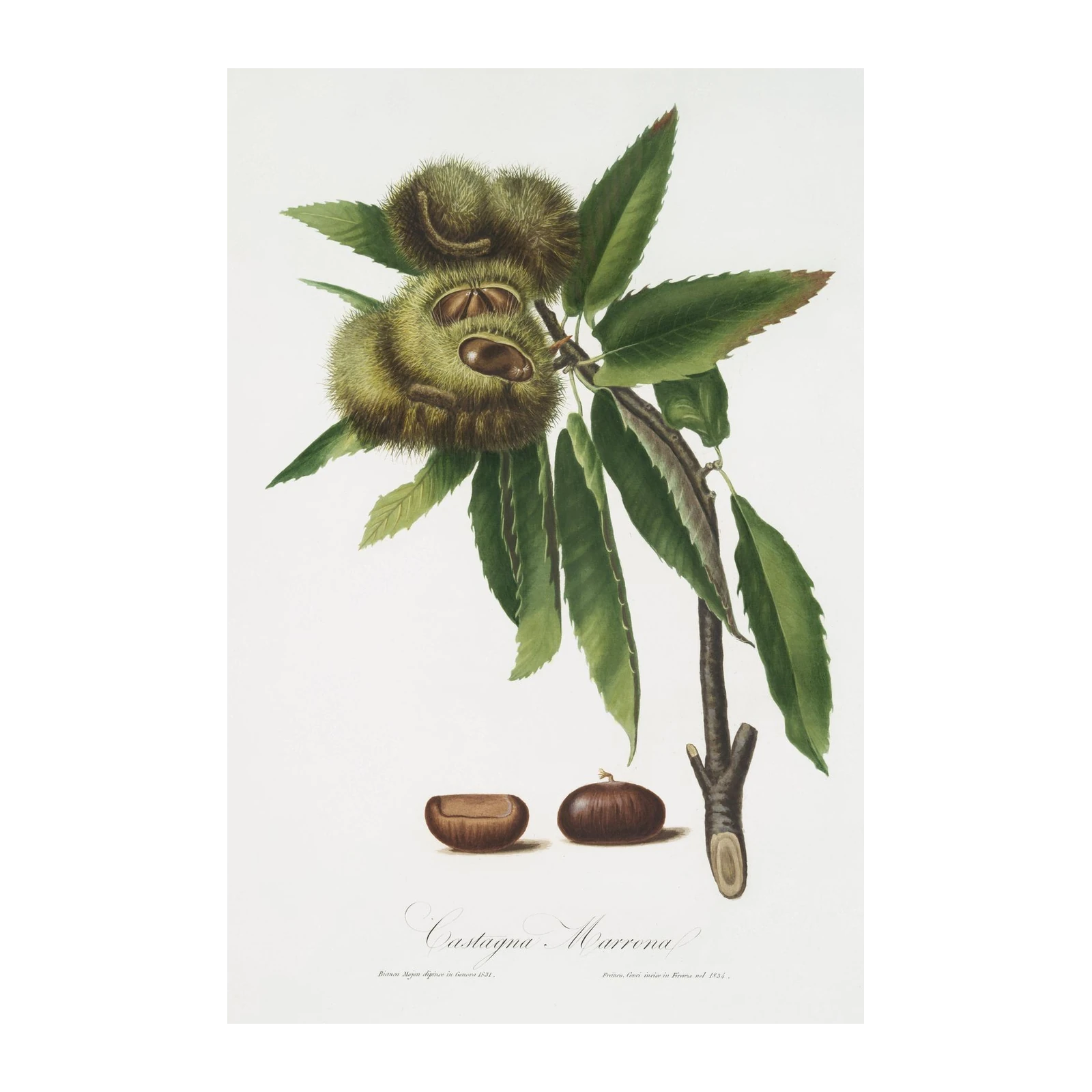Vintage Chestnut Botanical Art Wall Art