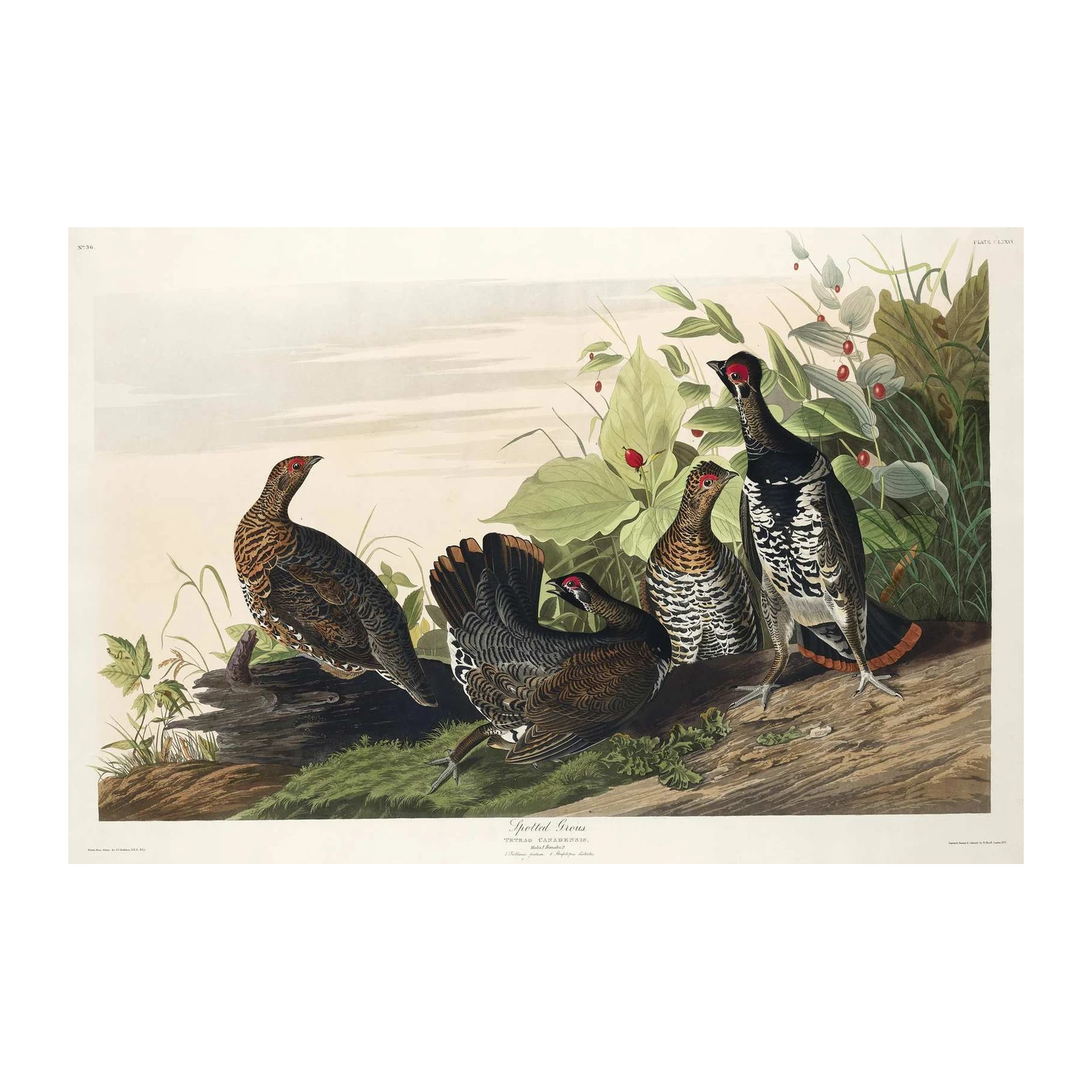 Spotted Grouse Vintage Bird Art Wall Art