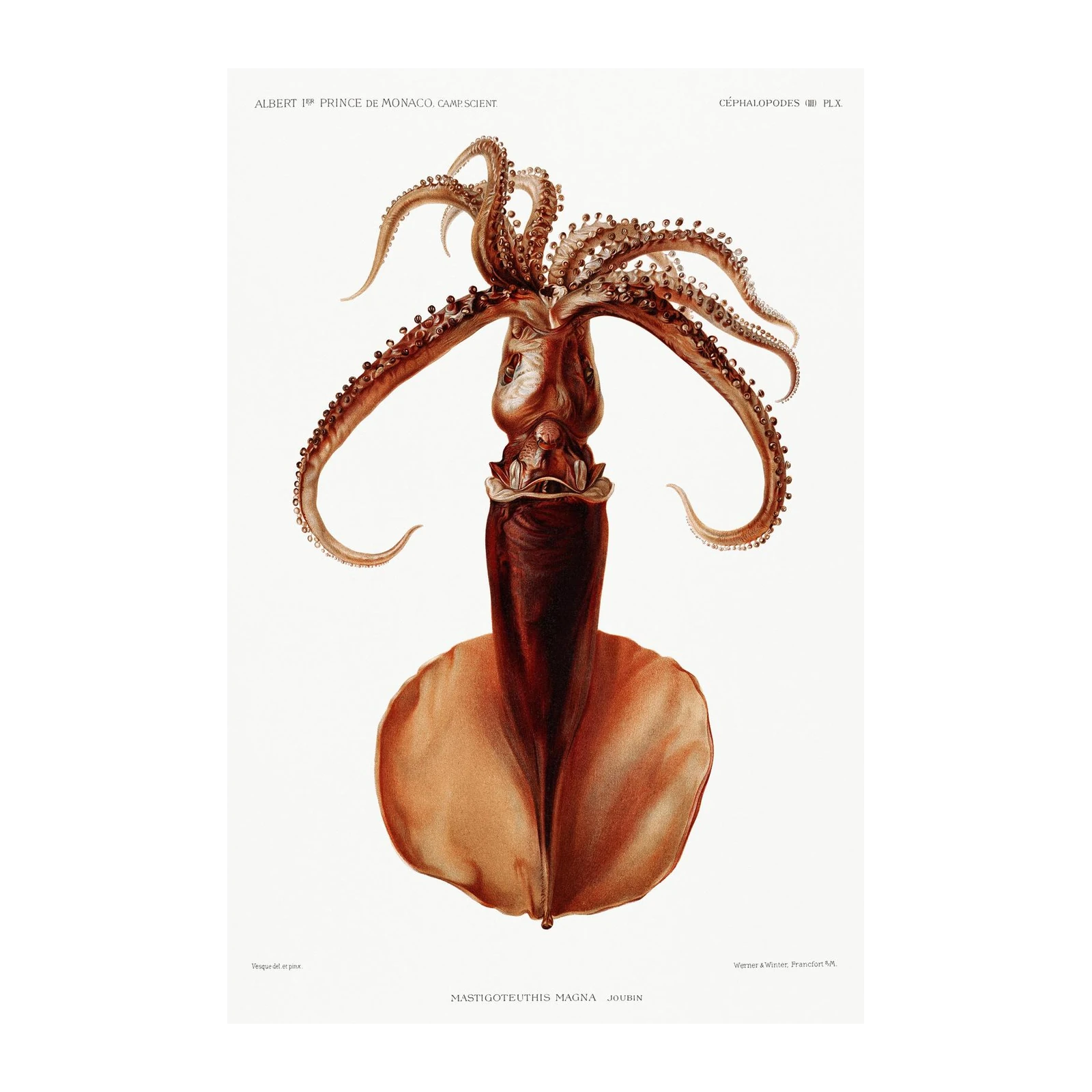 Giant Squid Vintage Scientific Illustration Wall Art