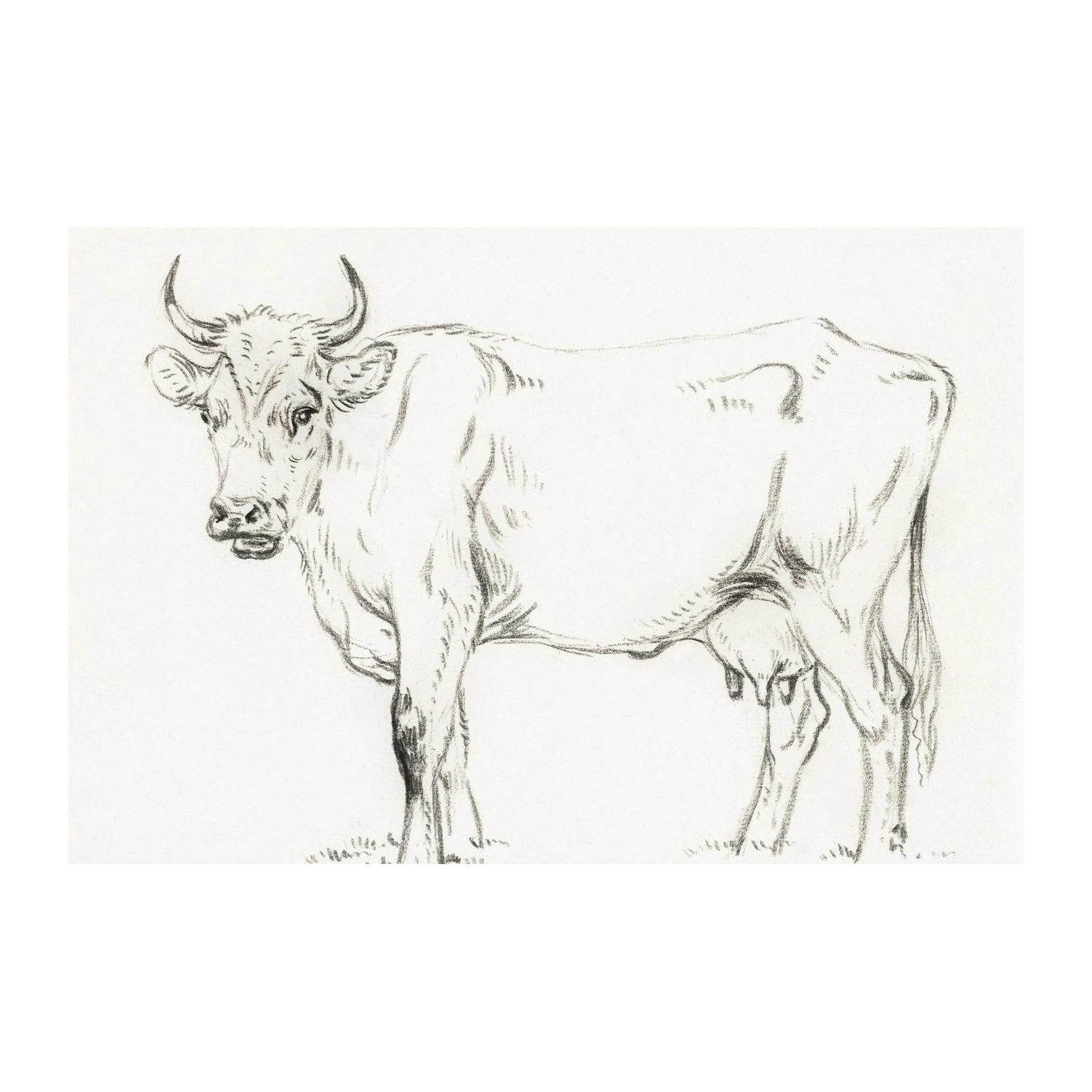 Elegant Bull Farmhouse Sketch Wall Art
