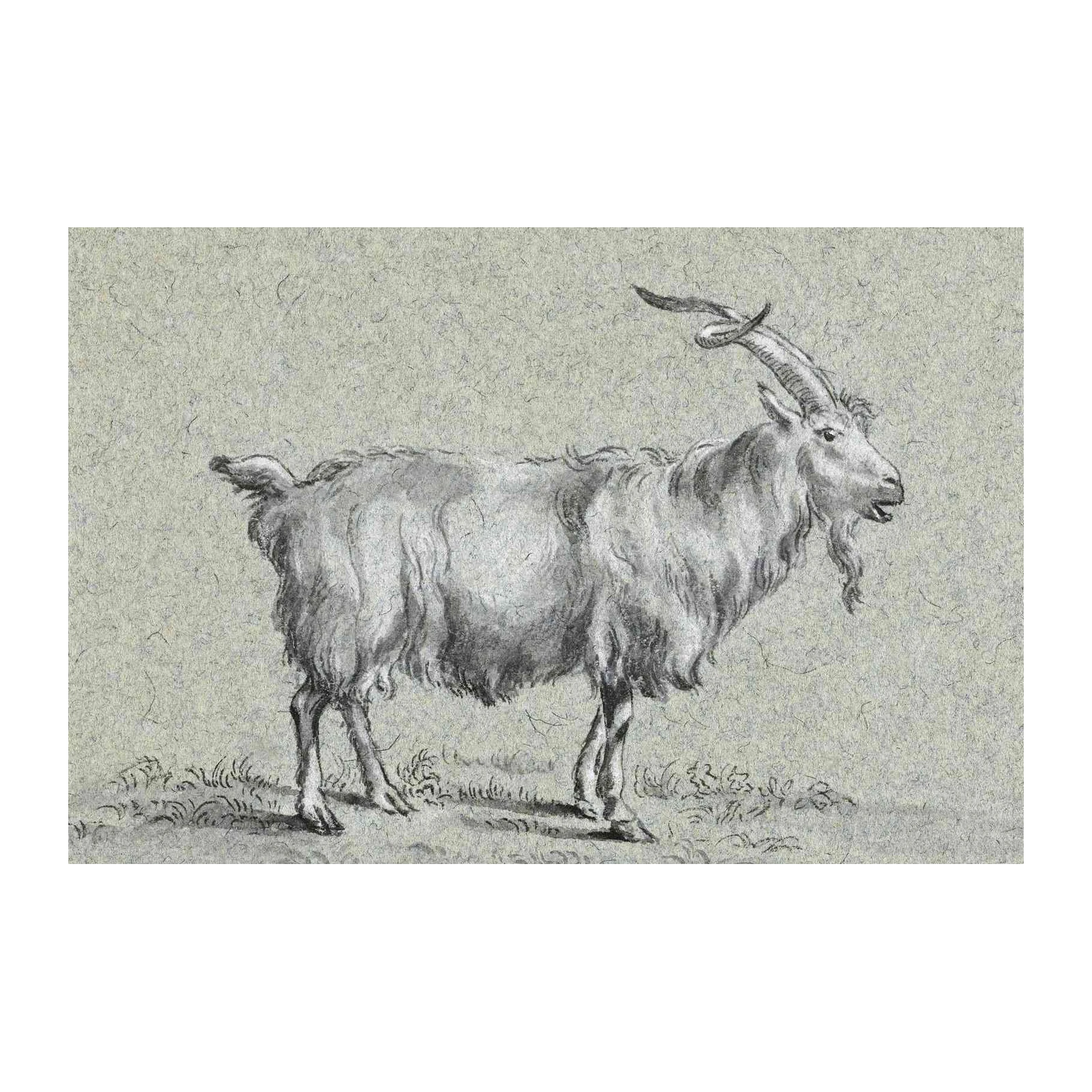 Vintage Goat Portrait Sketch Wall Art