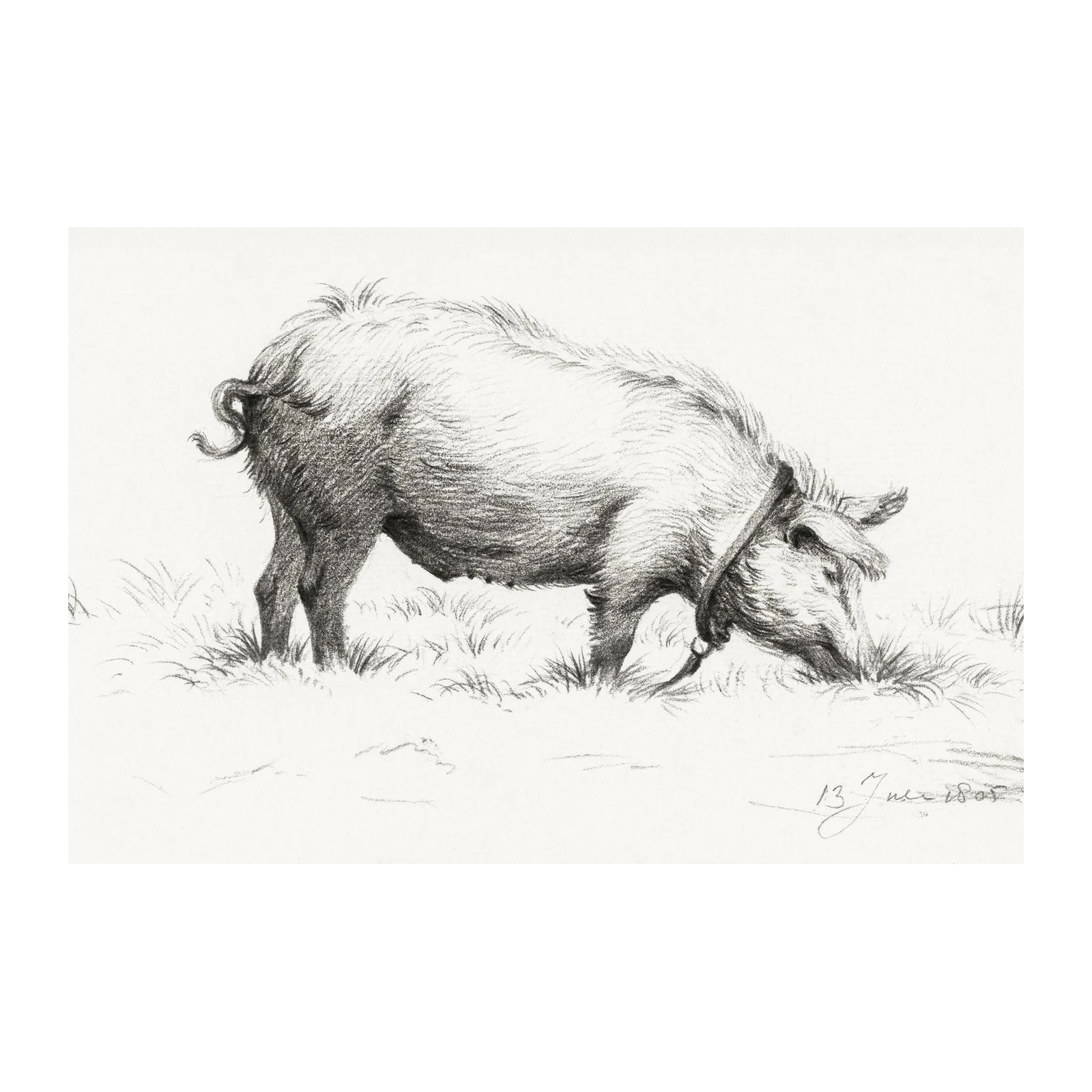 Rustic Pig Grazing Vintage Sketch Wall Art
