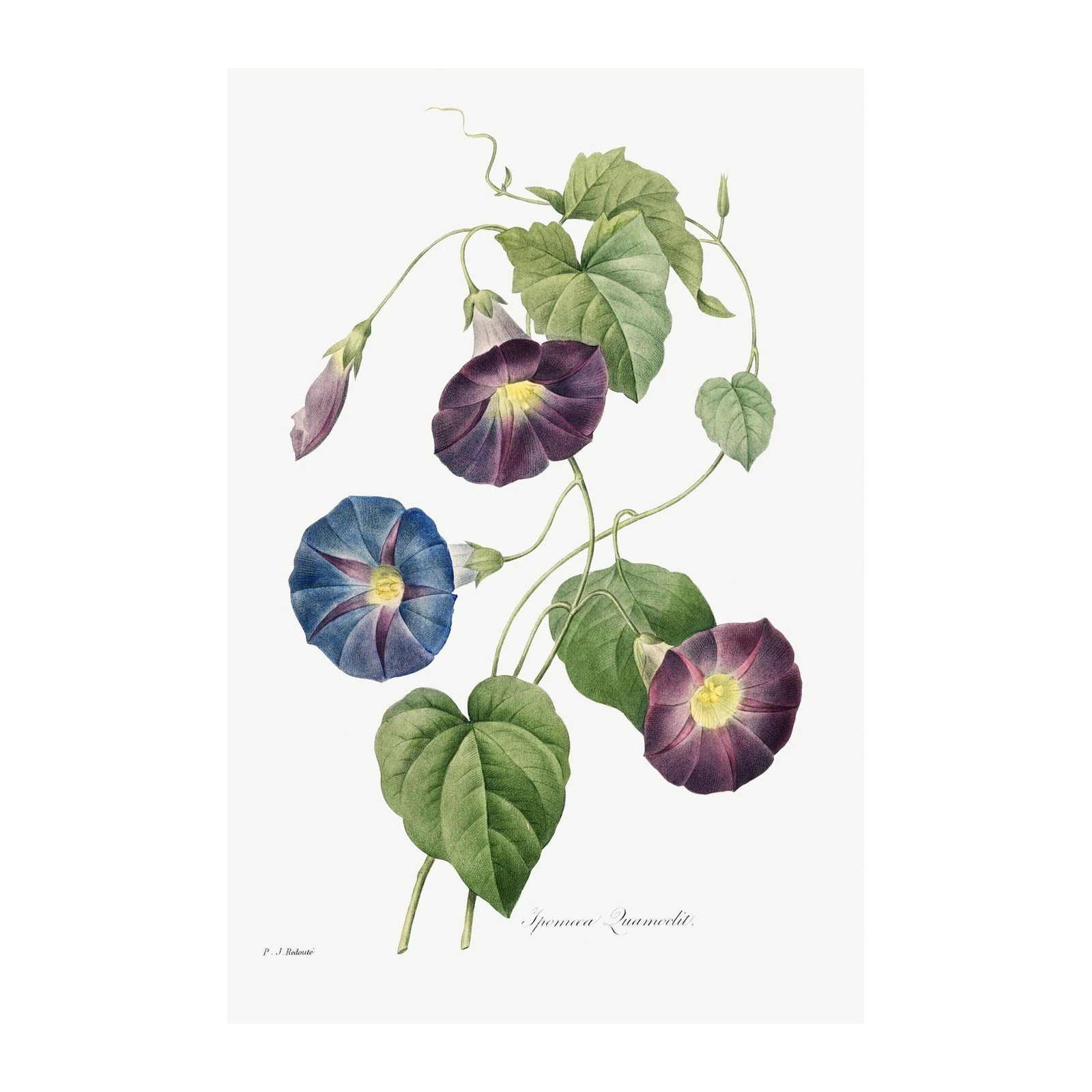 Vintage Morning Glory Botanical Wall Art