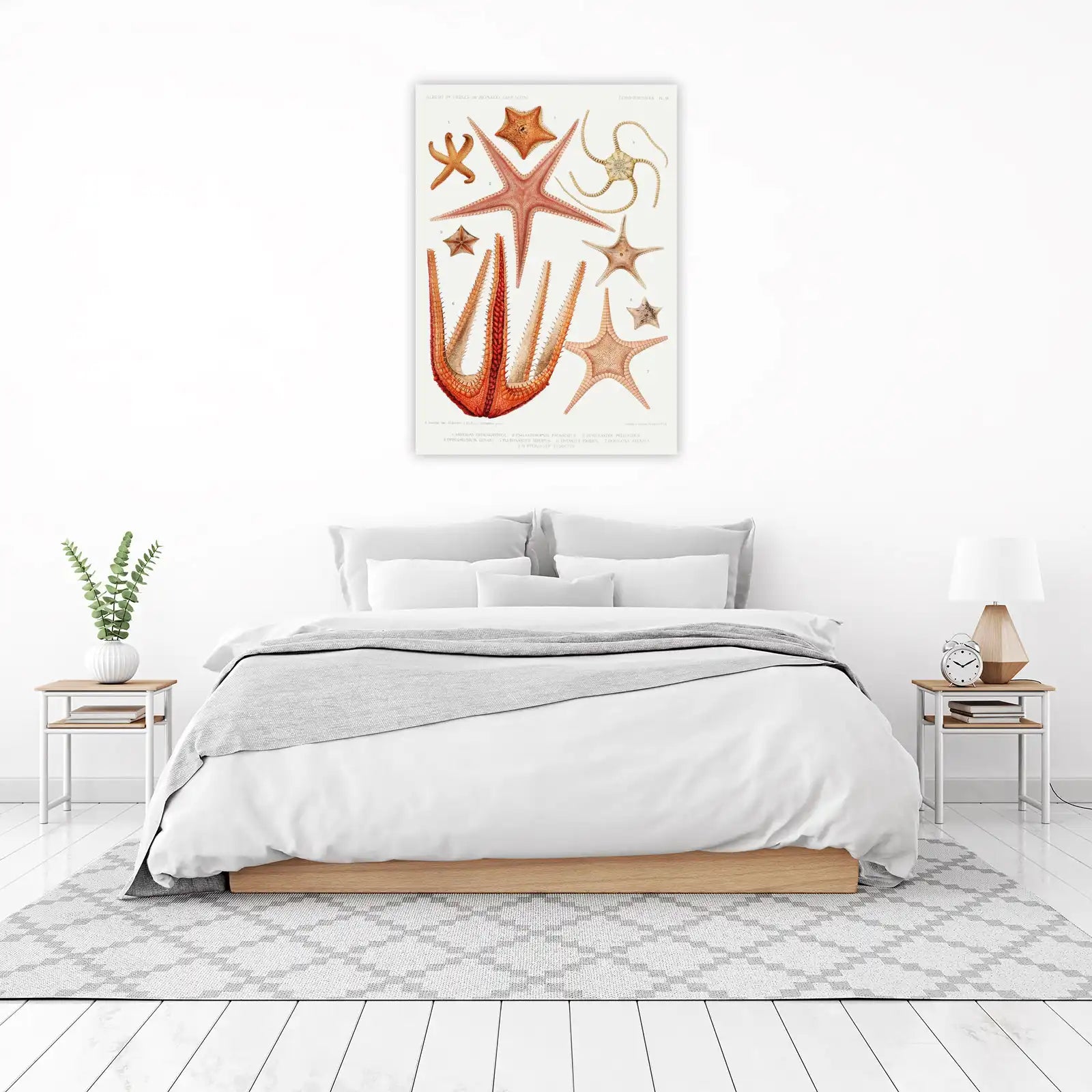Vintage Starfish Marine Life Wall Art