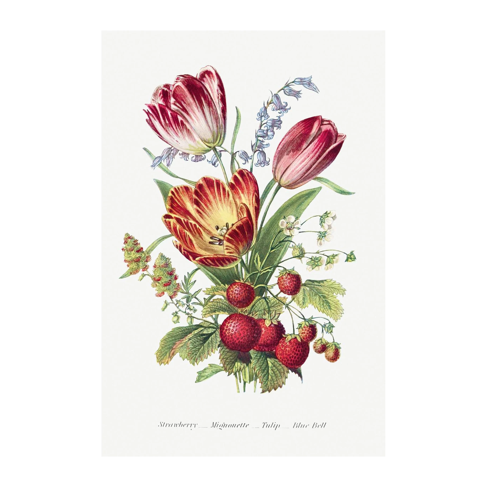 Vintage Botanical Strawberry Tulip Wall Art