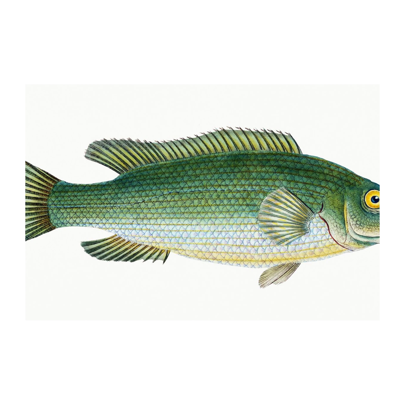 Vintage Fish Illustration Wall Art