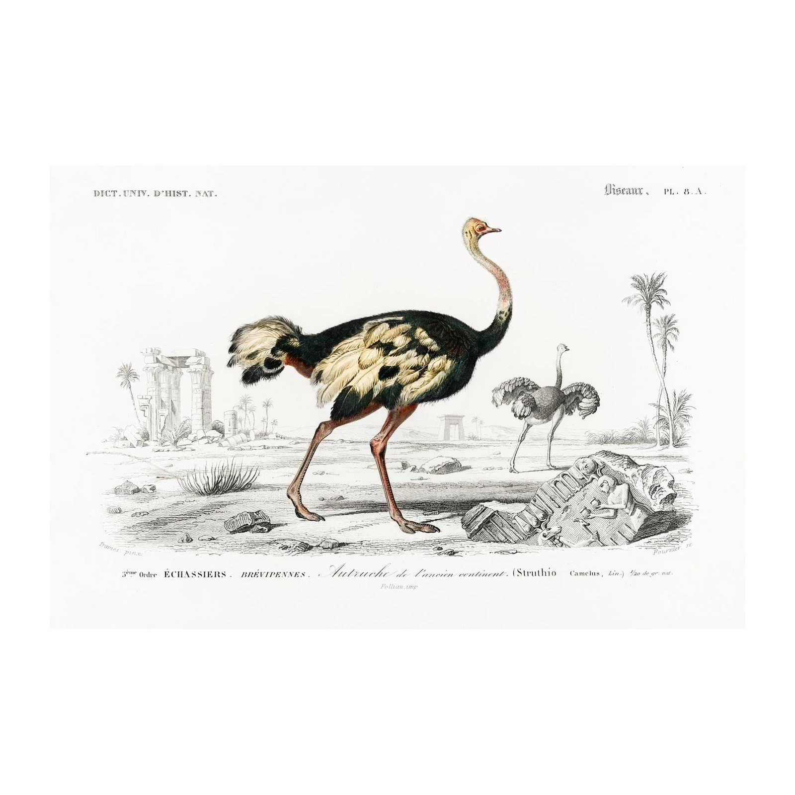 Vintage Ostrich Landscape Wall Art