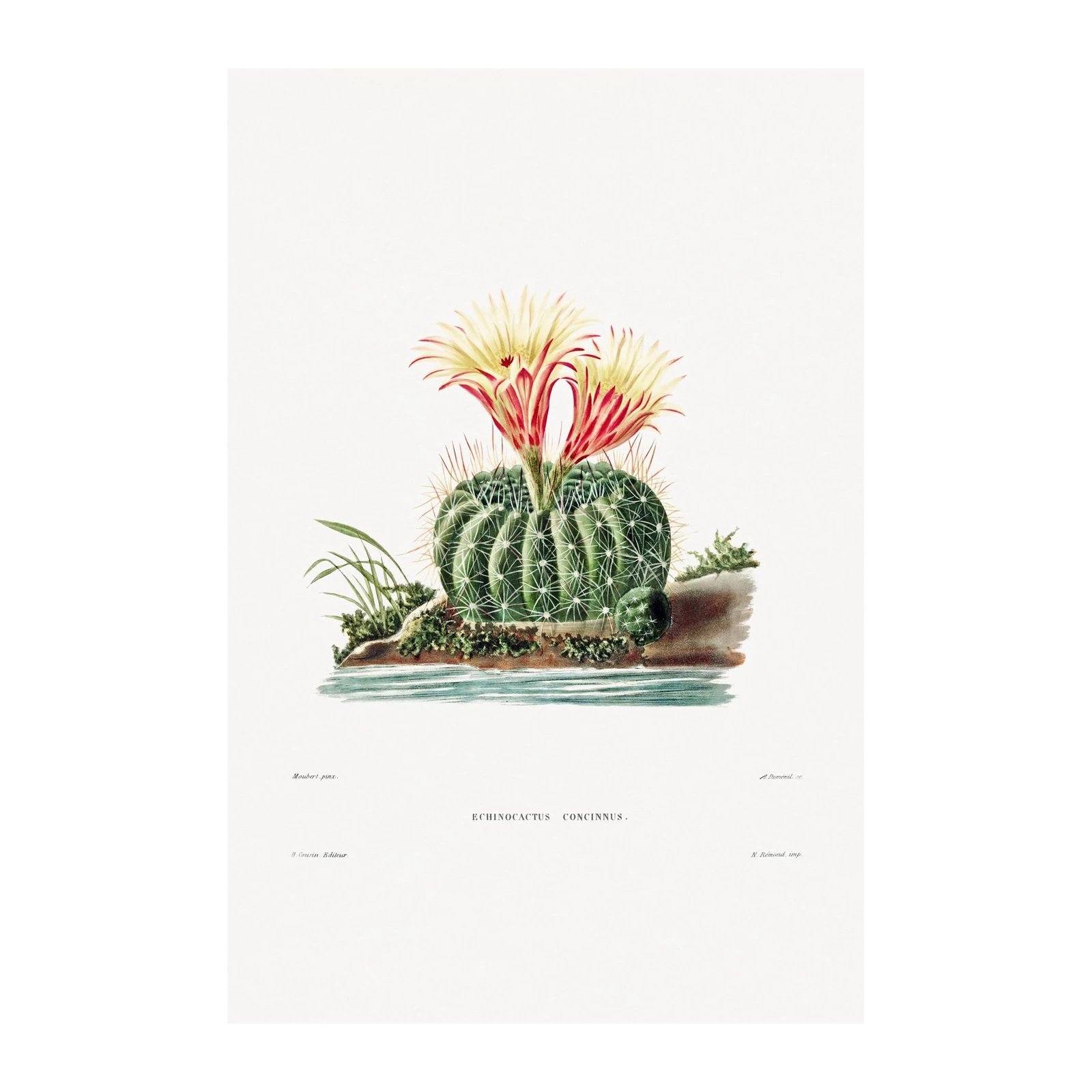 Blooming Echinocactus Concinnus Botanical Wall Art
