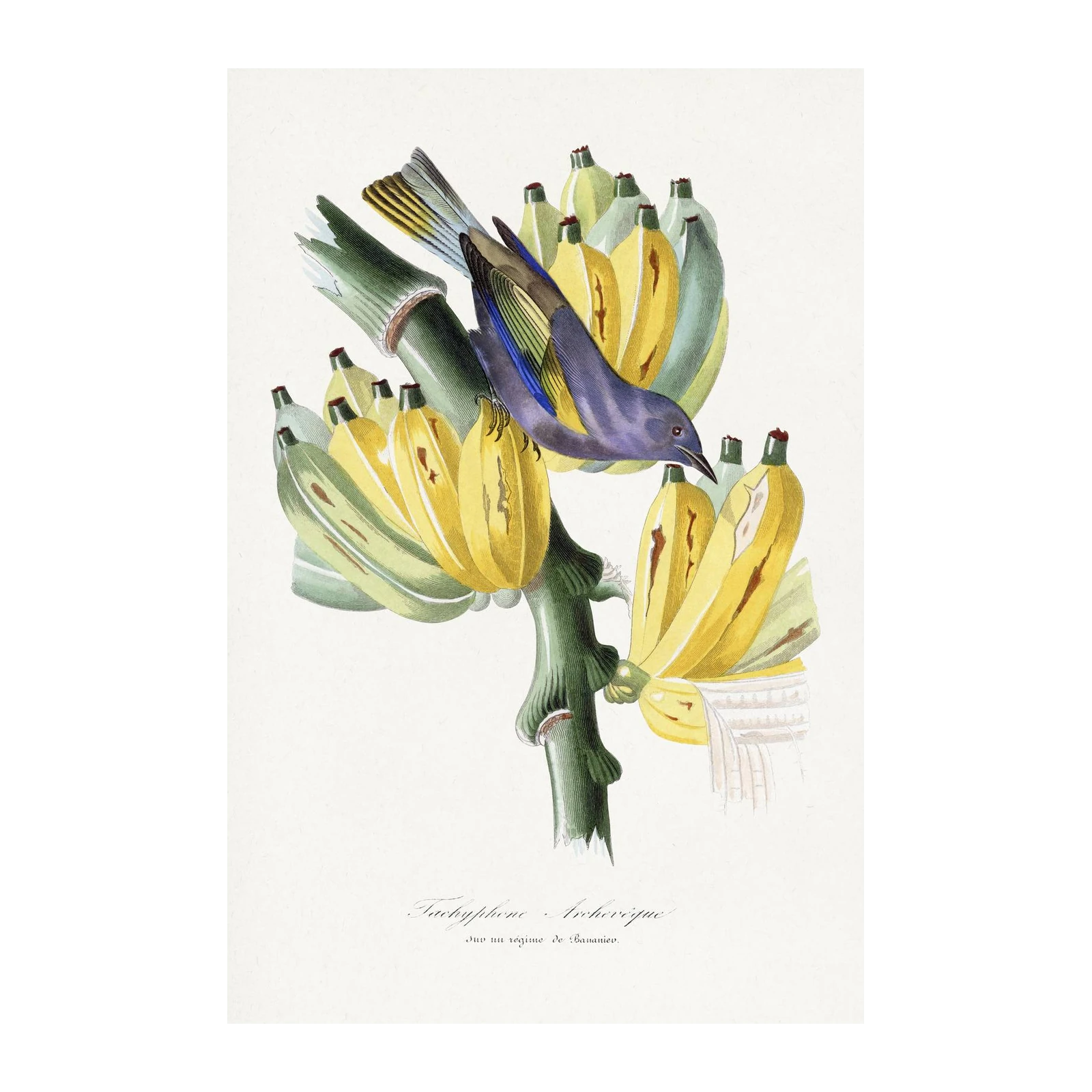 Exotic Bird on Banana Tree Wall Art