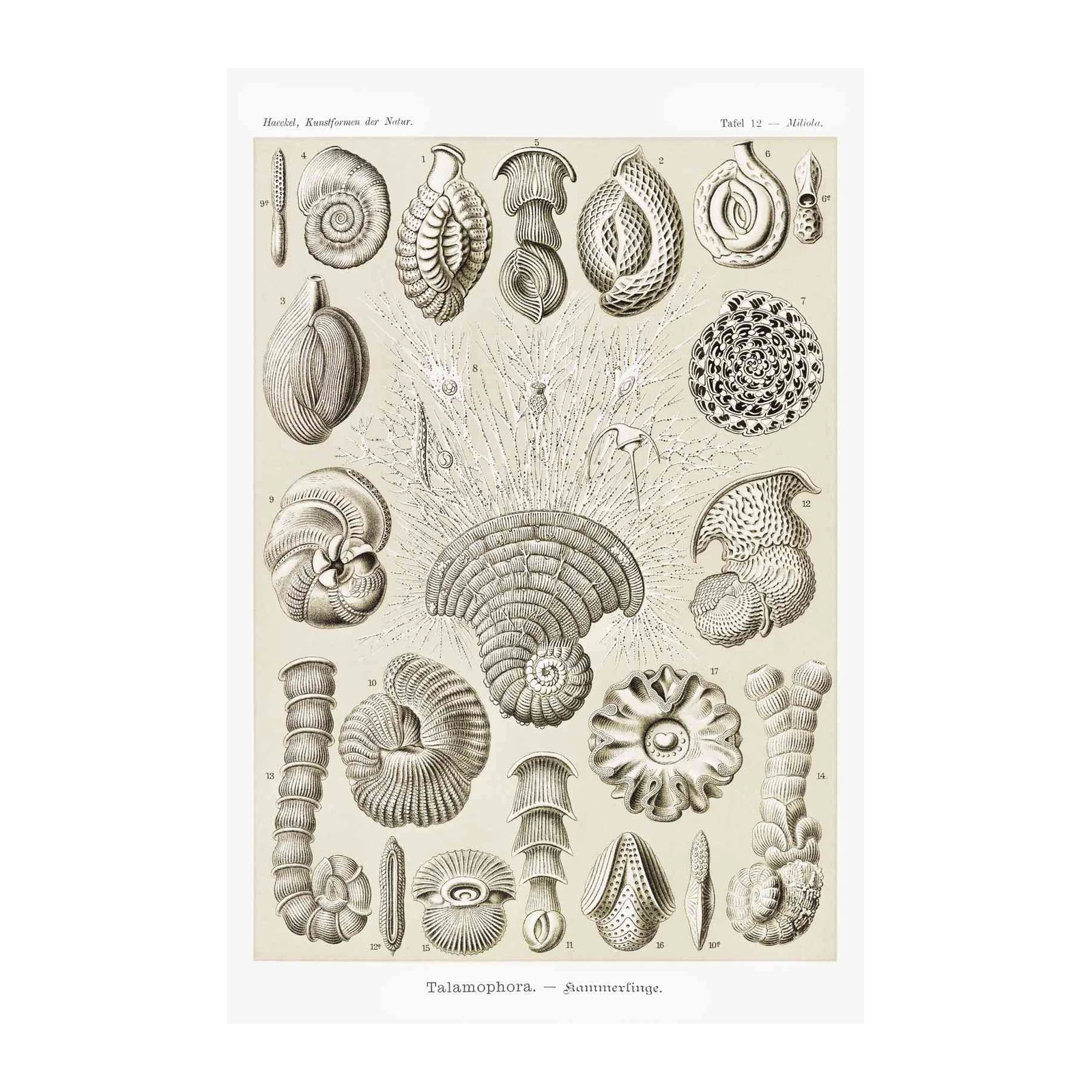 Vintage Microscopic Life Wall Art