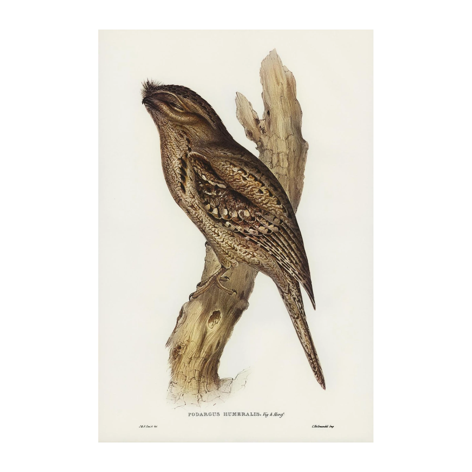 Humeralis Podargus Bird Vintage Art Wall Art