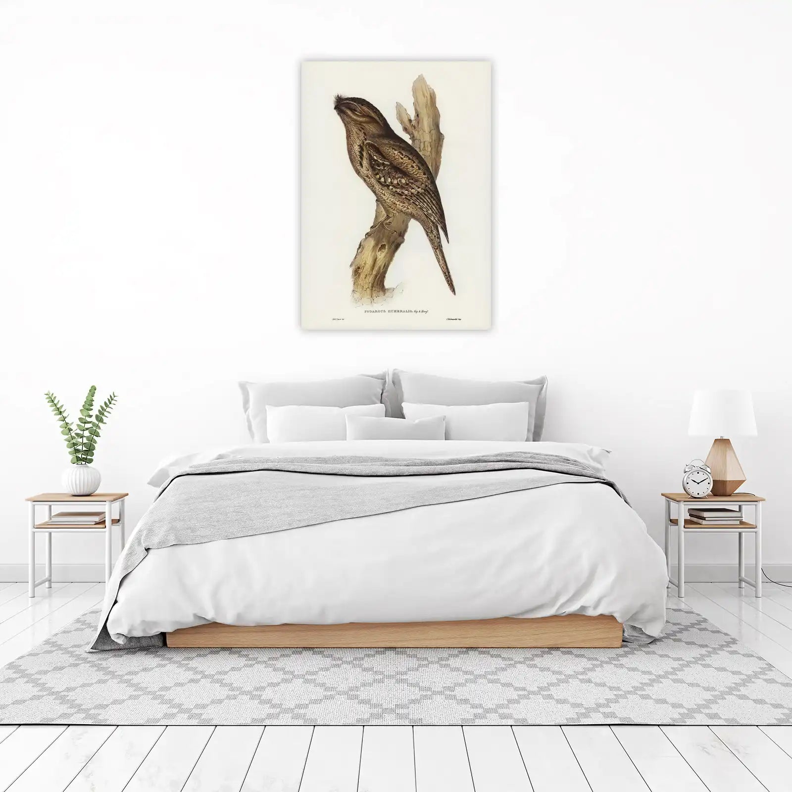 Humeralis Podargus Bird Vintage Art Wall Art
