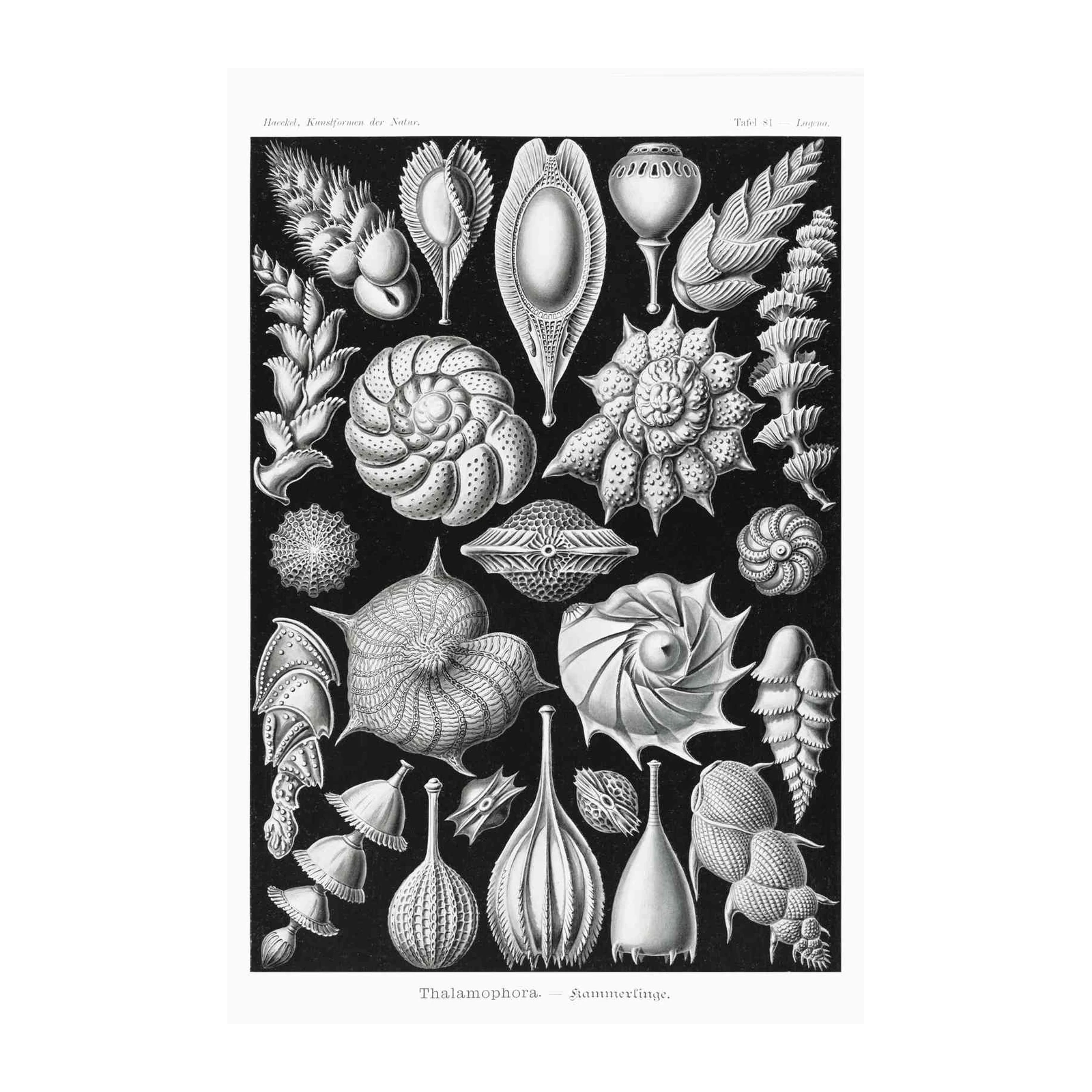 Vintage Radiolaria Botanical Art Wall Art