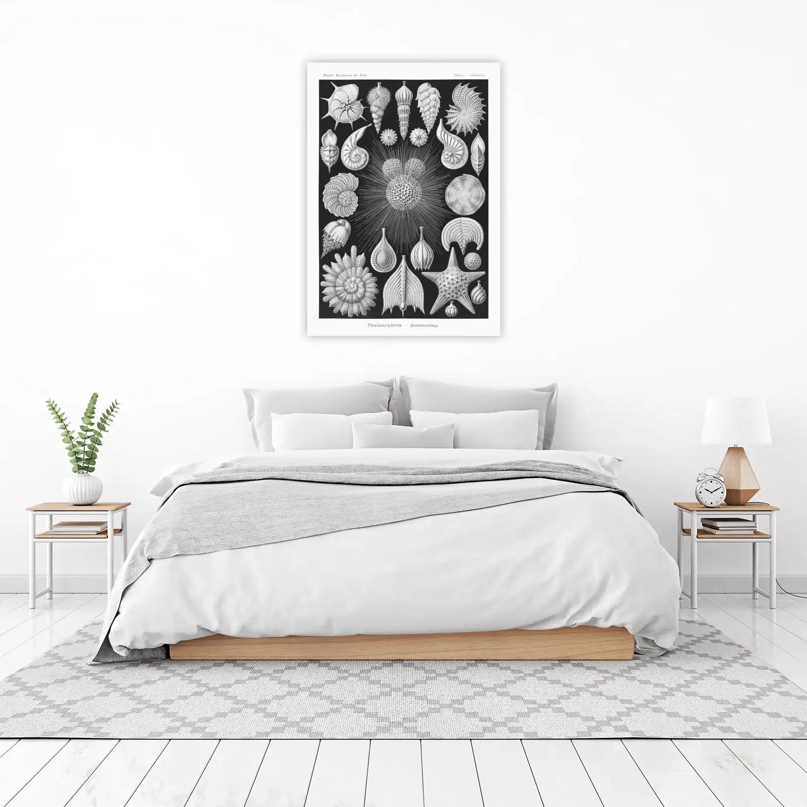 Haeckel Thalamophora Microorganism Art Wall Art