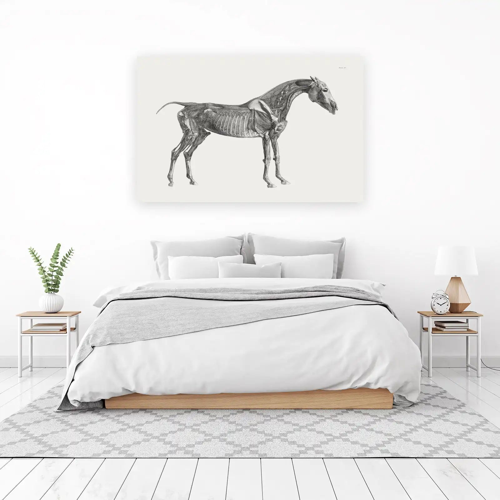 Vintage Horse Anatomy Wall Art
