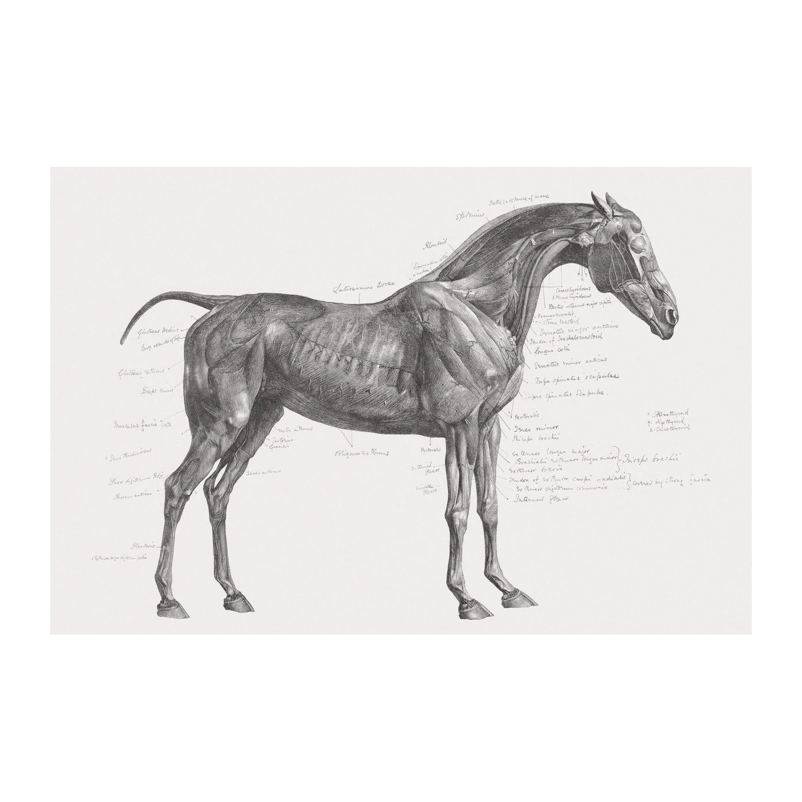 Vintage Horse Anatomy Wall Art Wall Art