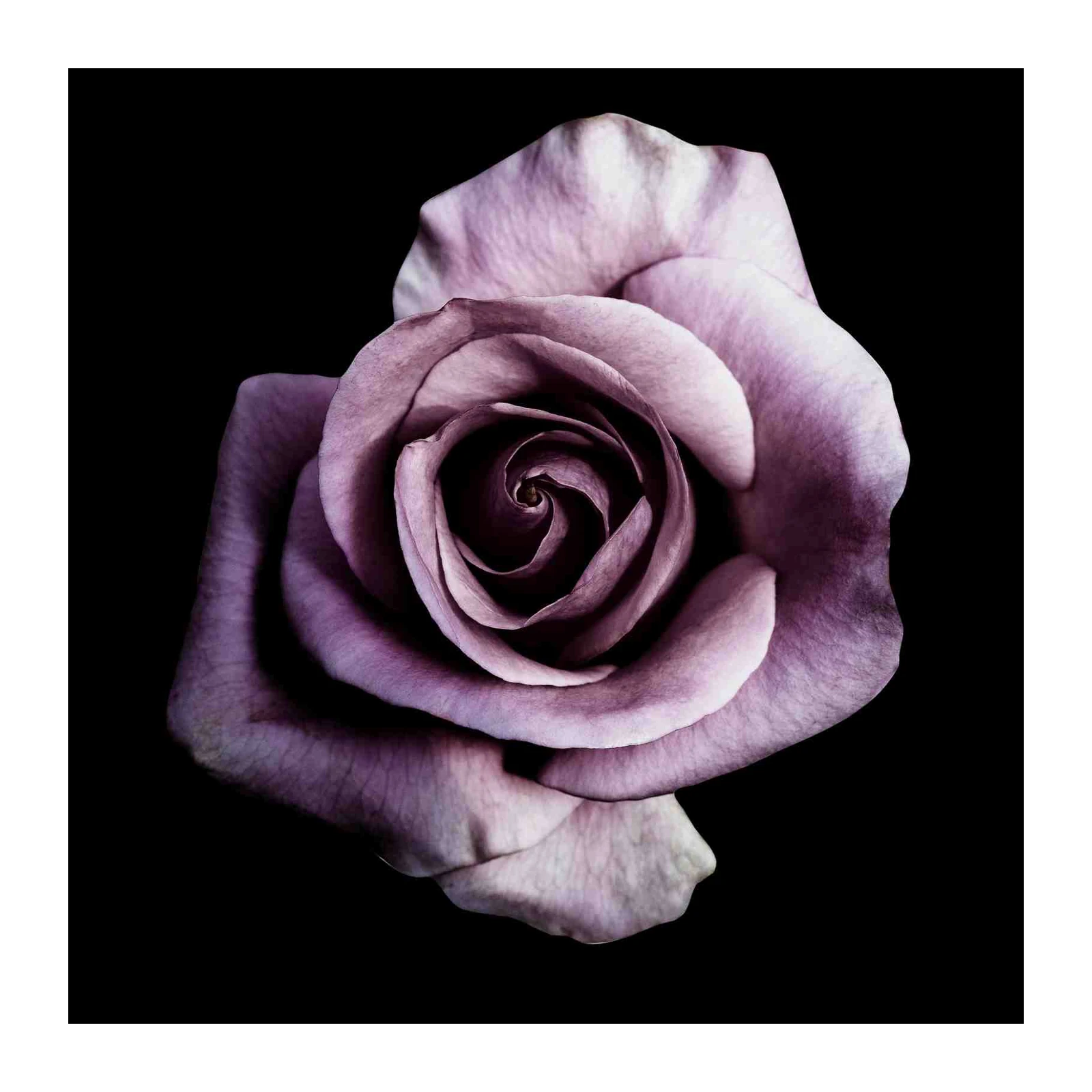 Elegant Purple Rose Wall Art Wall Art