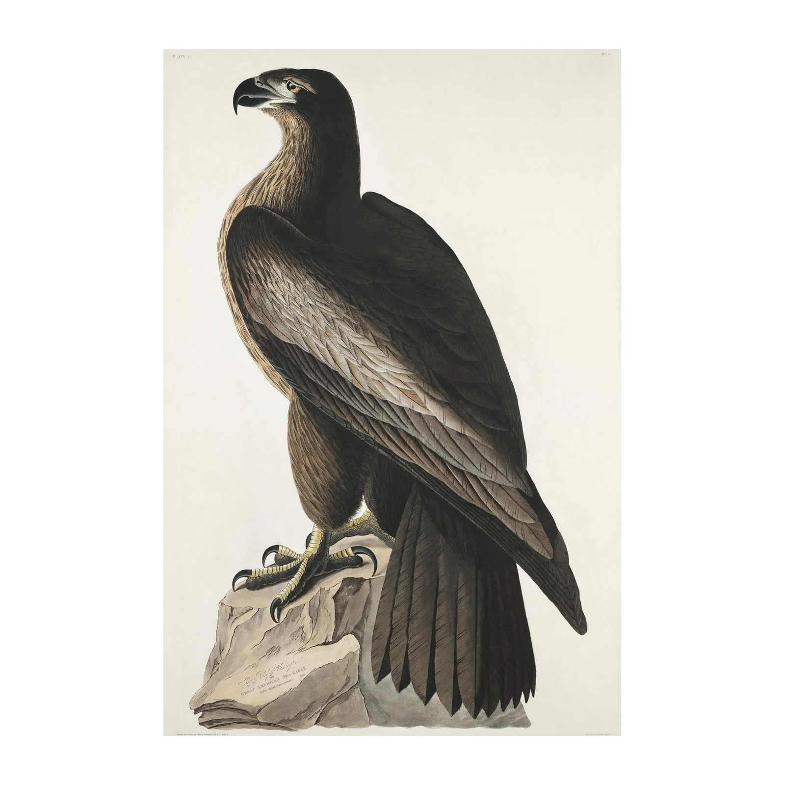 Majestic Eagle Art: Coastal Bird Wall Art