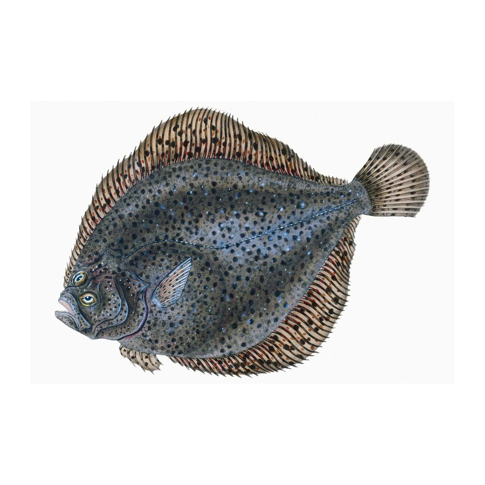 Realistic Flounder Fish Art Wall Art
