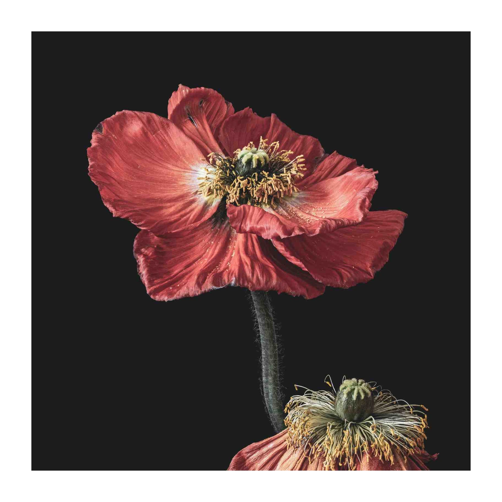Dramatic Red Poppy Botanical Wall Art
