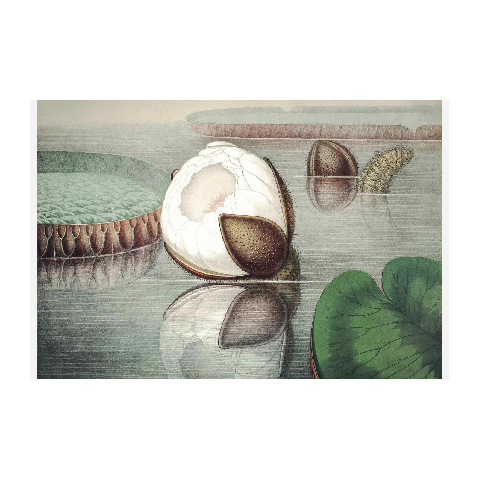 Victoria Amazonica Water Lily Botanical Wall Art