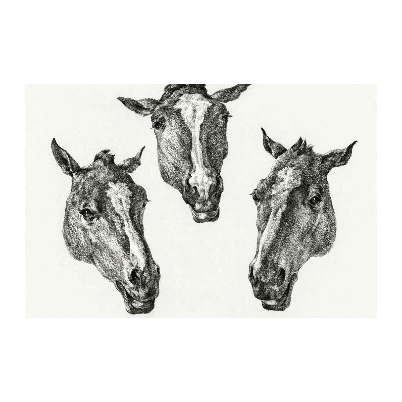Elegant Tri-Horse Head Sketch Wall Art