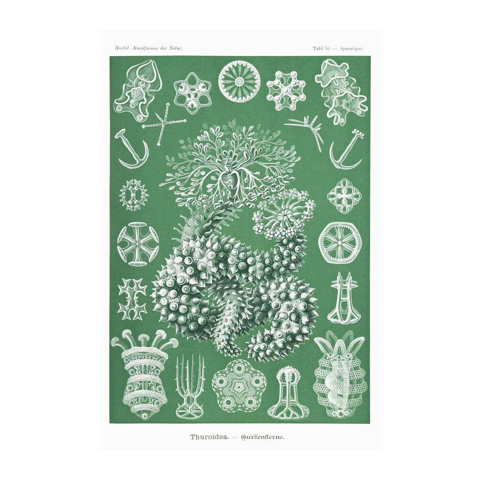 Vintage Sea Life Illustration Wall Art