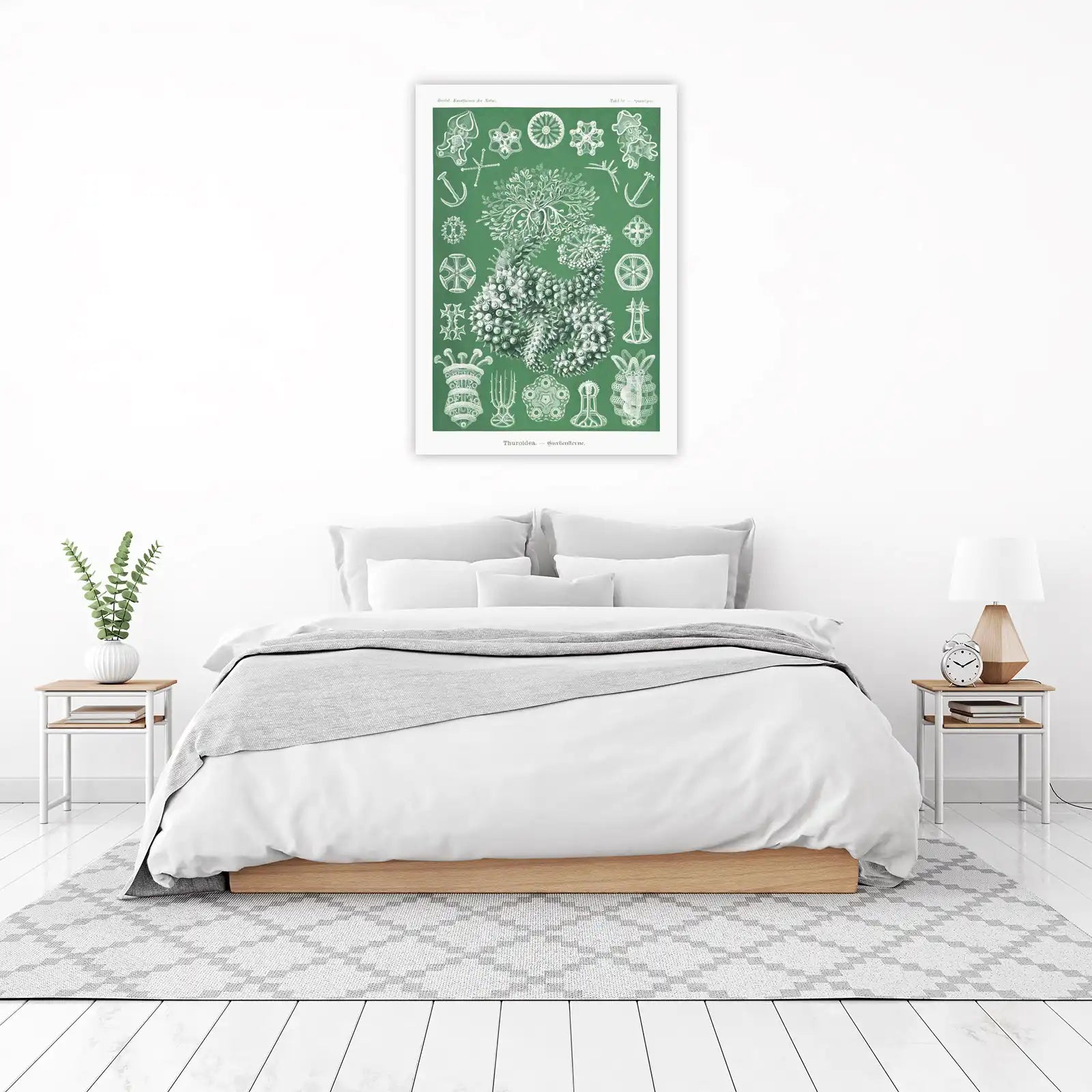 Vintage Sea Life Illustration Wall Art