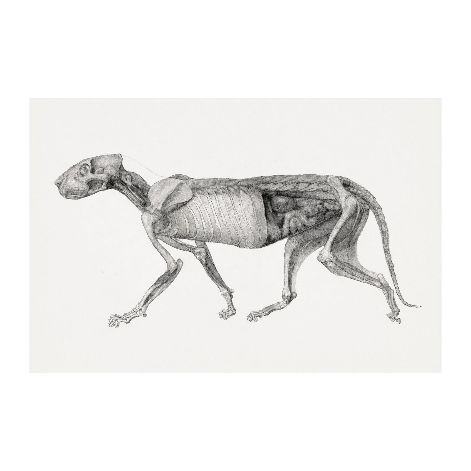 Anatomical Dog Skeleton Drawing Wall Art