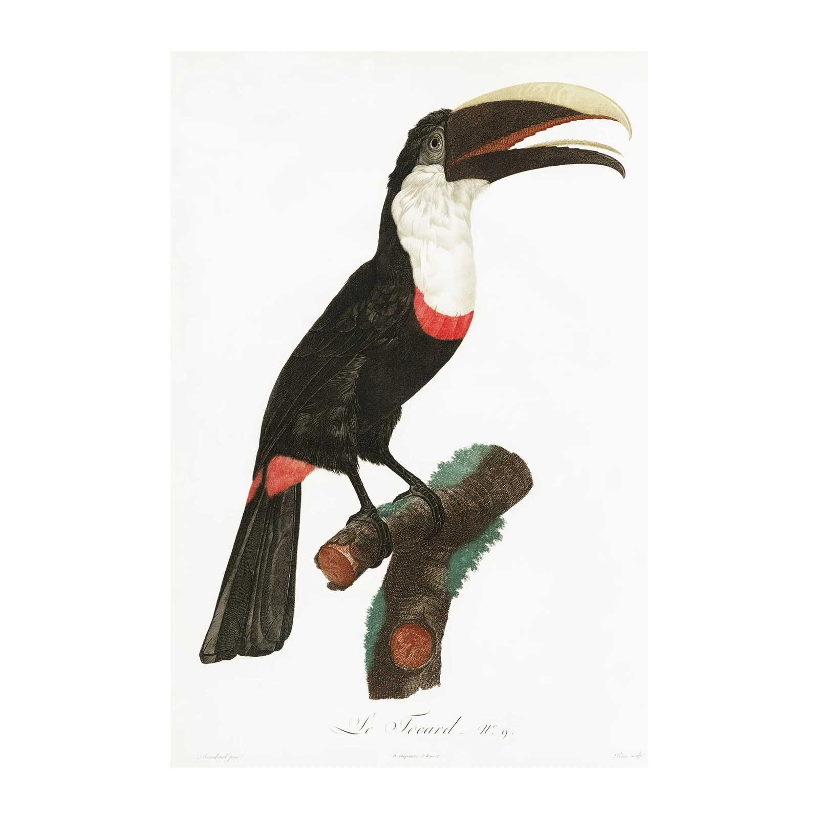 Vibrant Toucan Tropical Bird Art Wall Art
