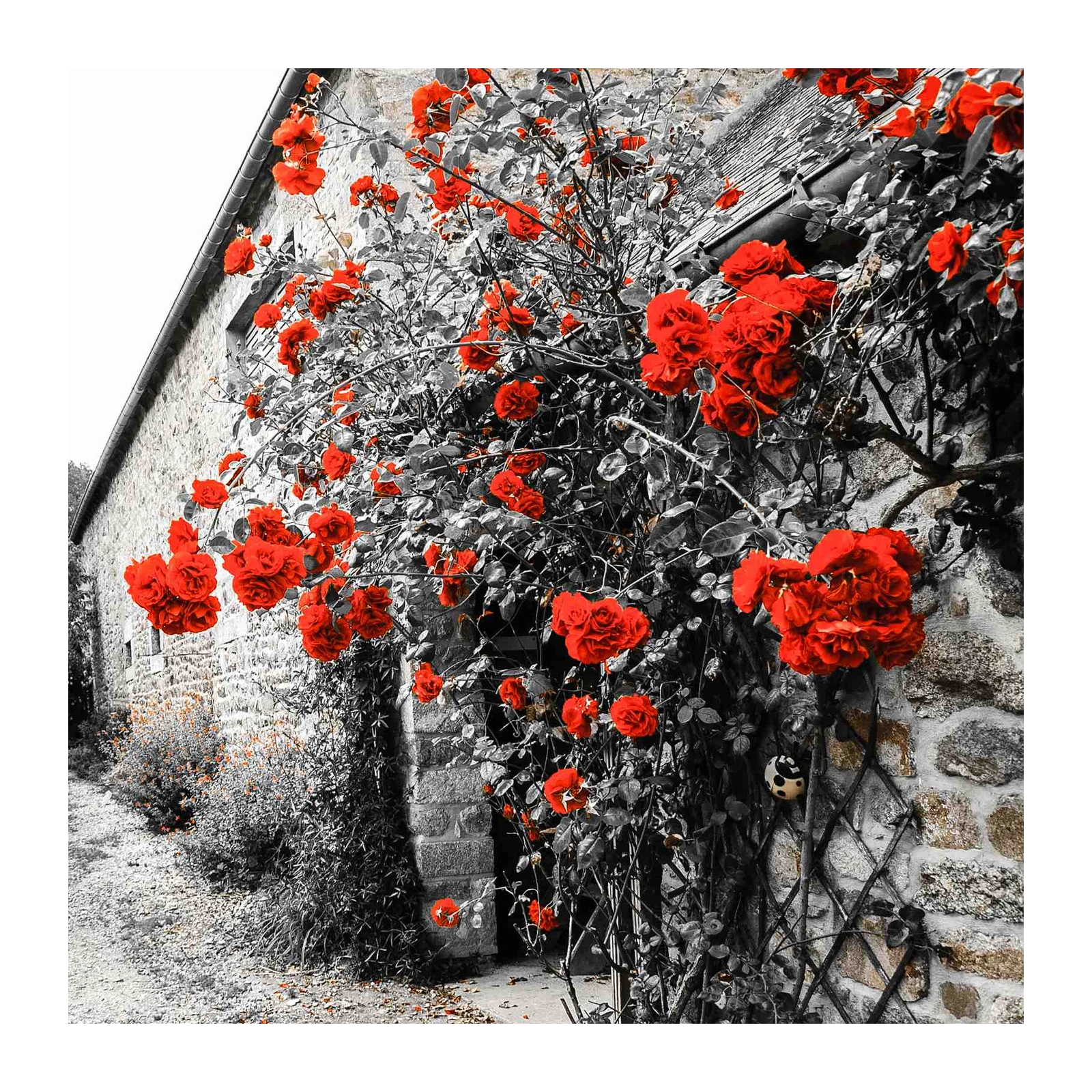 Vibrant Red Roses on Stone Cottage Wall Art