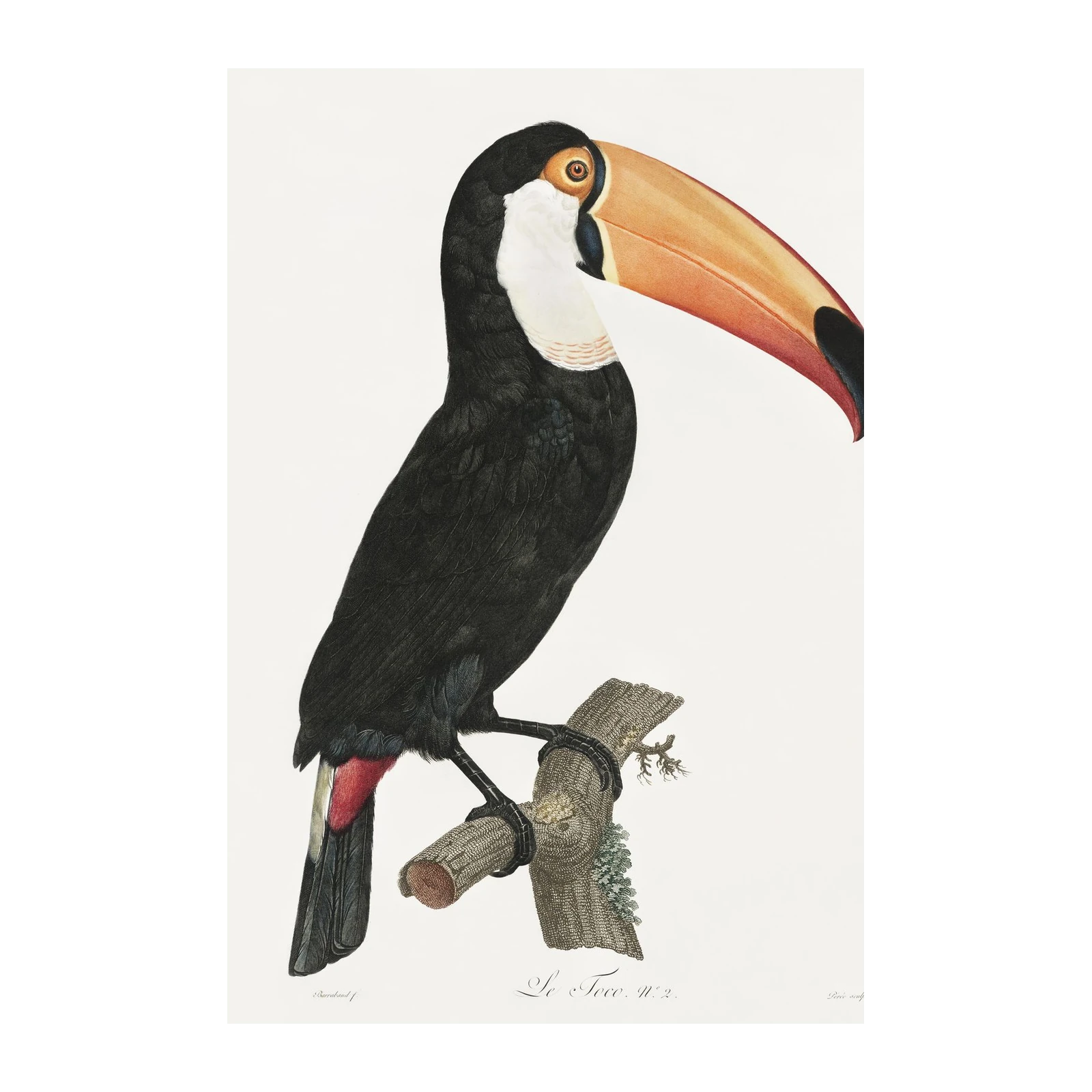 Elegant Toucan Bird Vintage Wall Art Wall Art