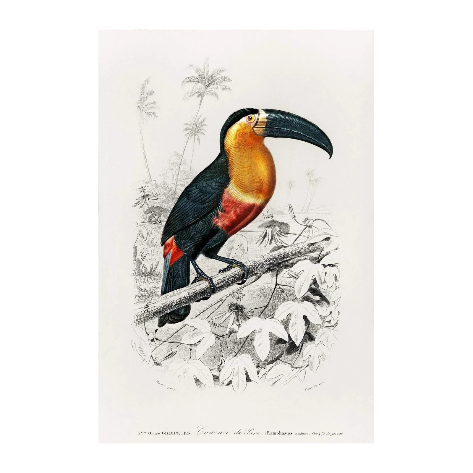Exotic Toucan Tropical Bird Art Wall Art