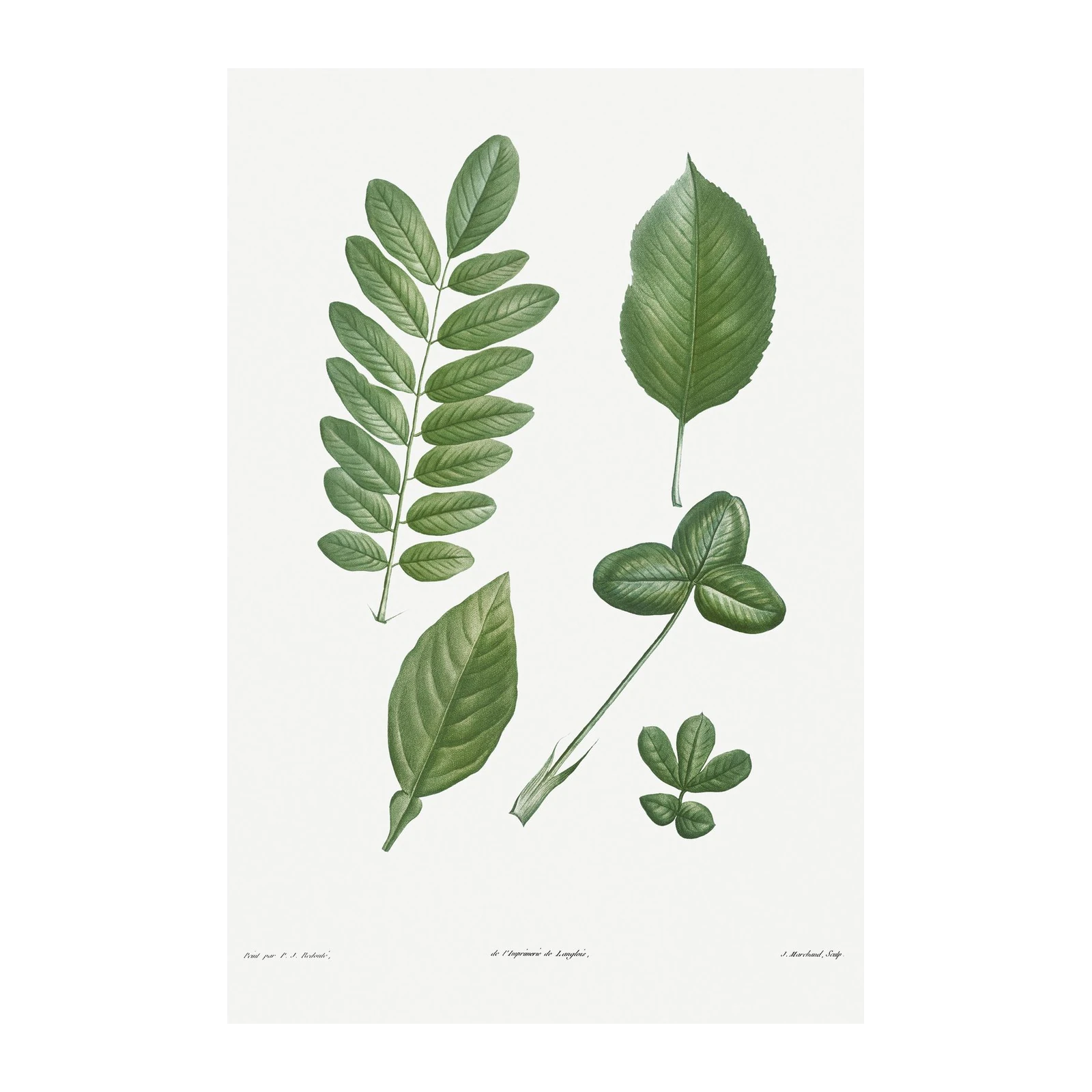 Vintage Botanical Leaf Art Wall Art