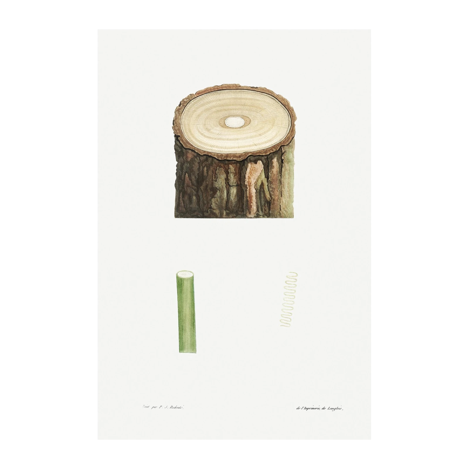 Vintage Tree Trunk Botanical Art Wall Art
